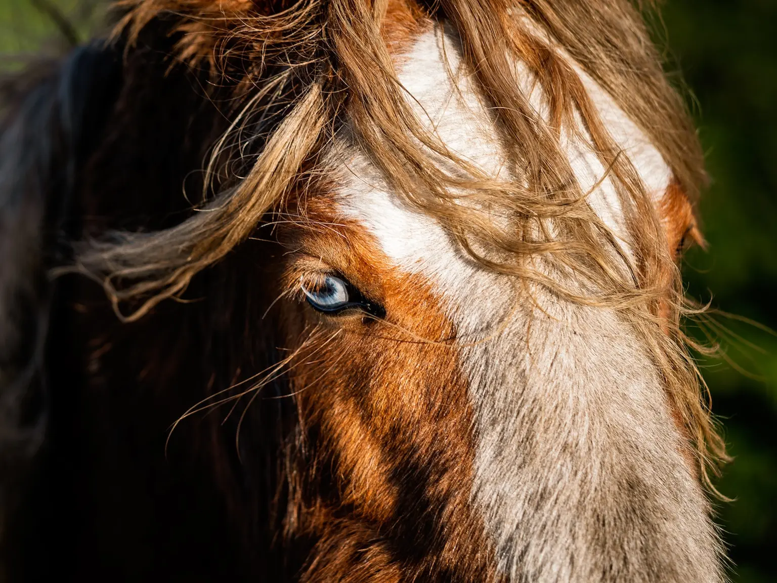 Horse with wall eye sclera