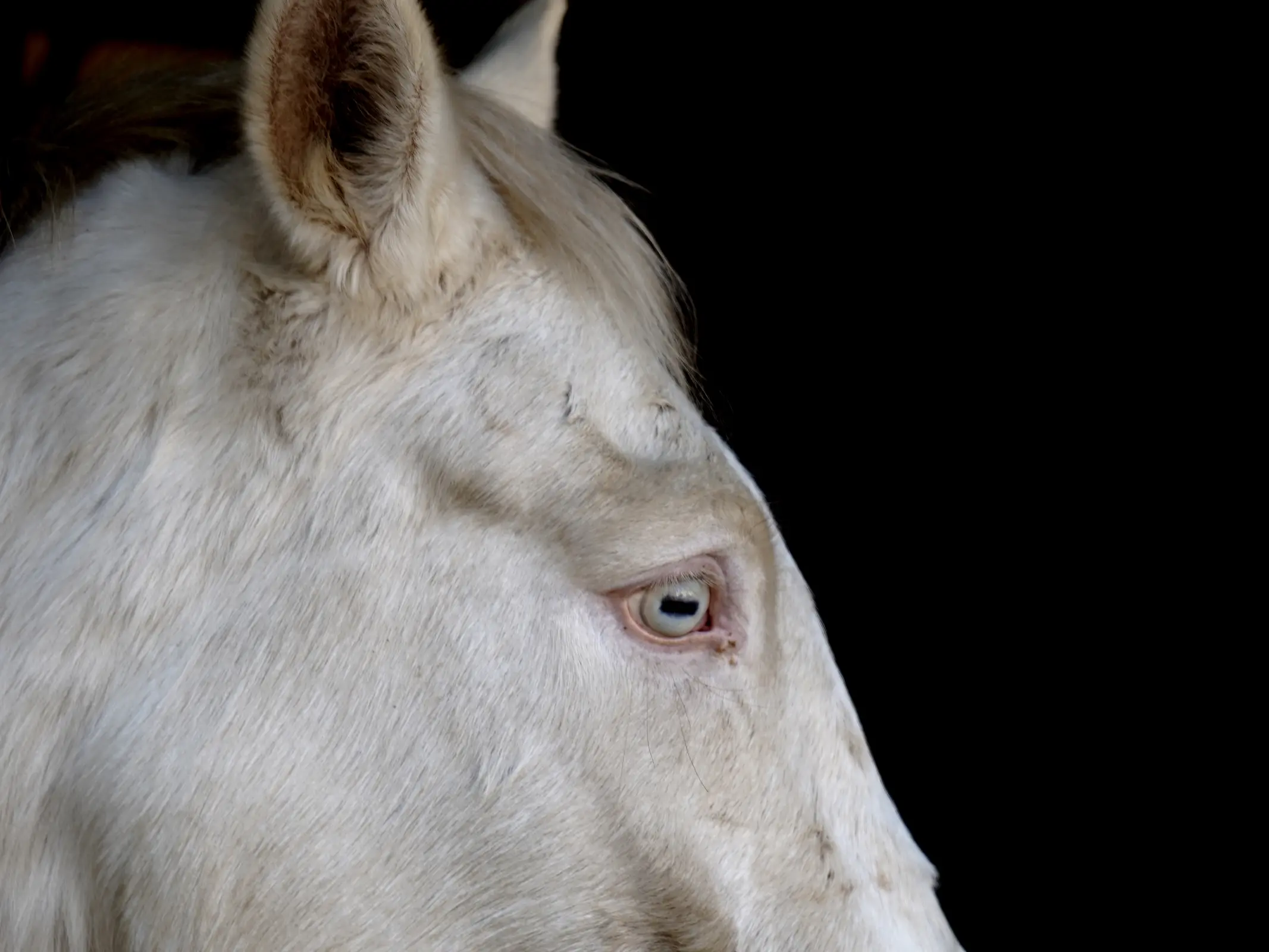 Horse with wall eye