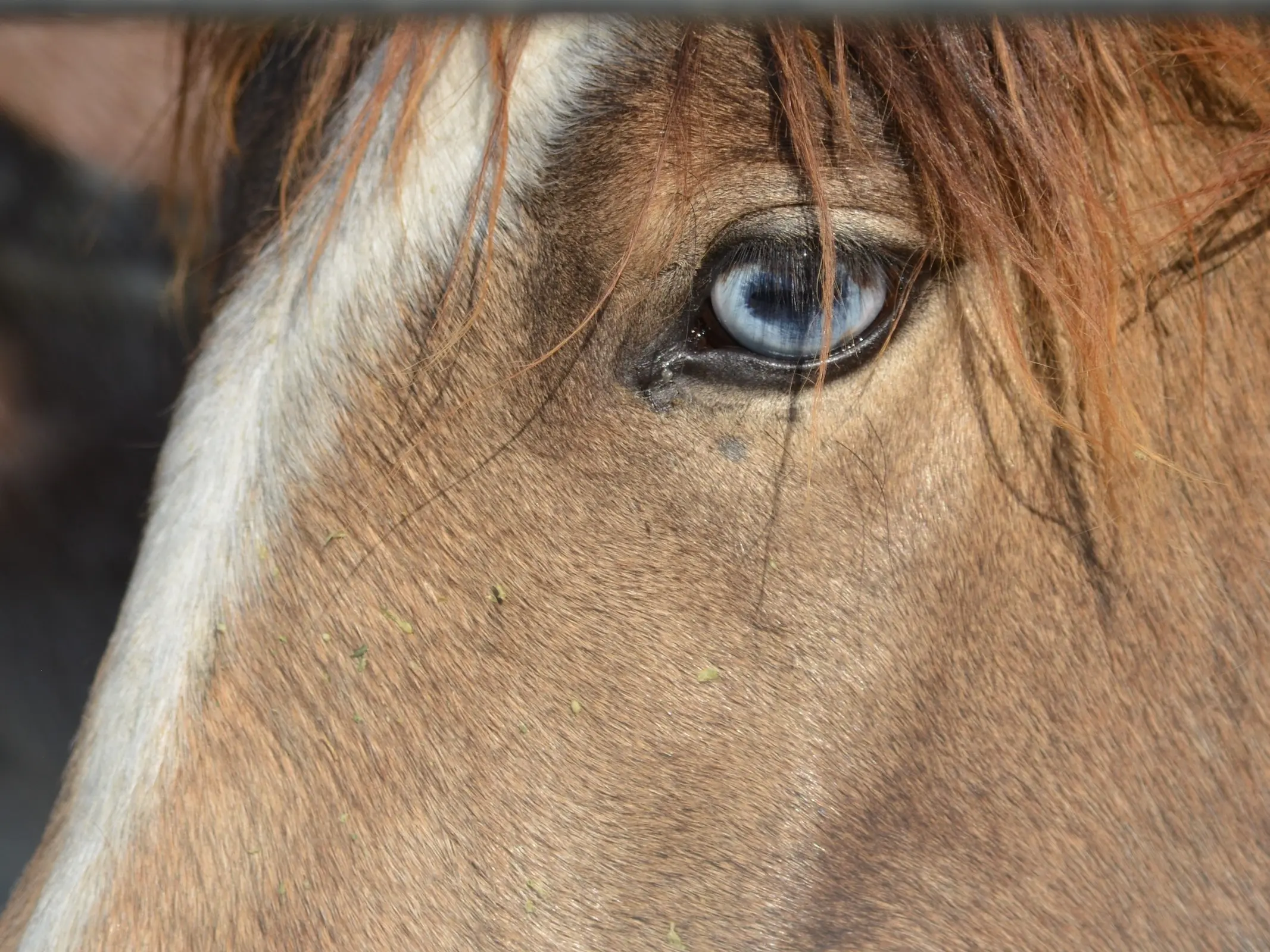 Horse with wall eye