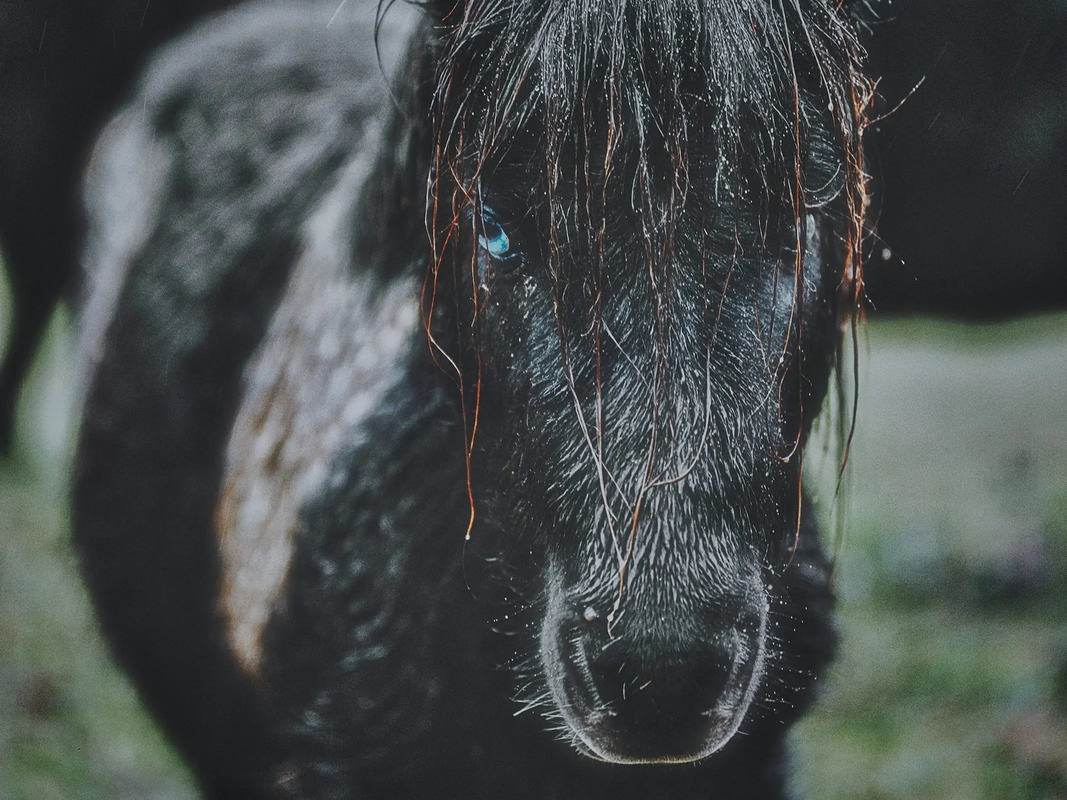 Horse with wall eye