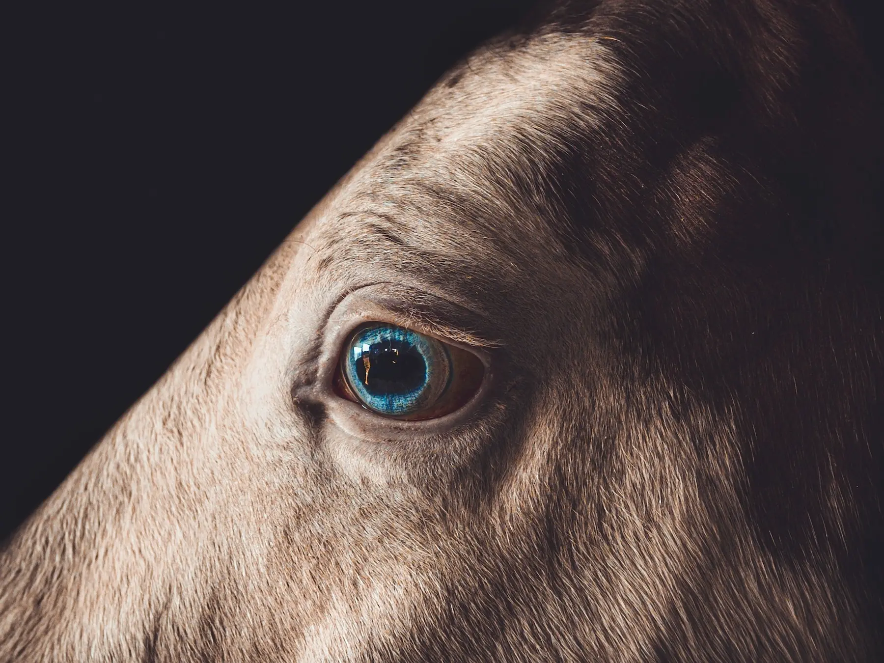 Horse with wall eye