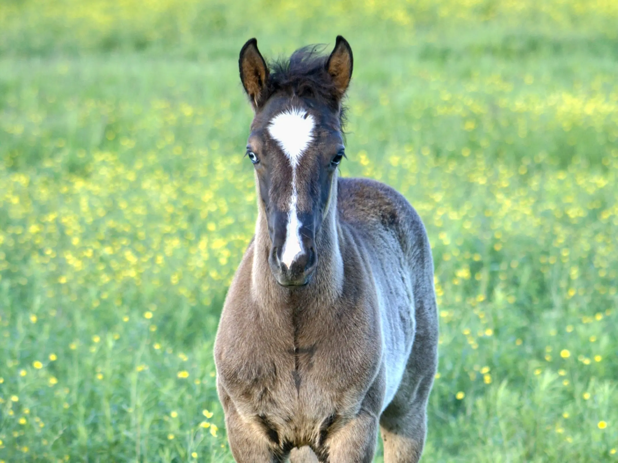 Horse with wall eye