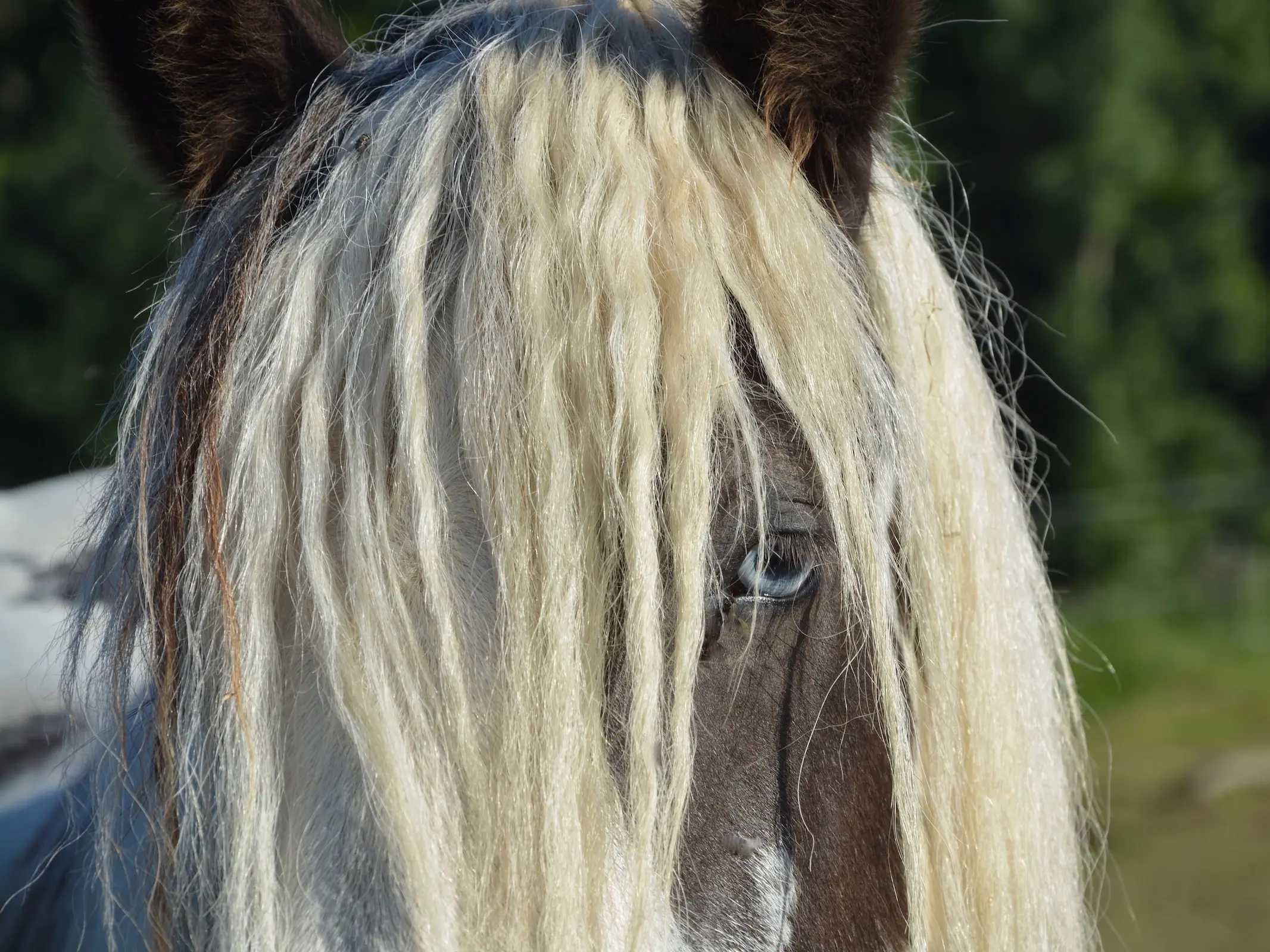 Horse with wall eye