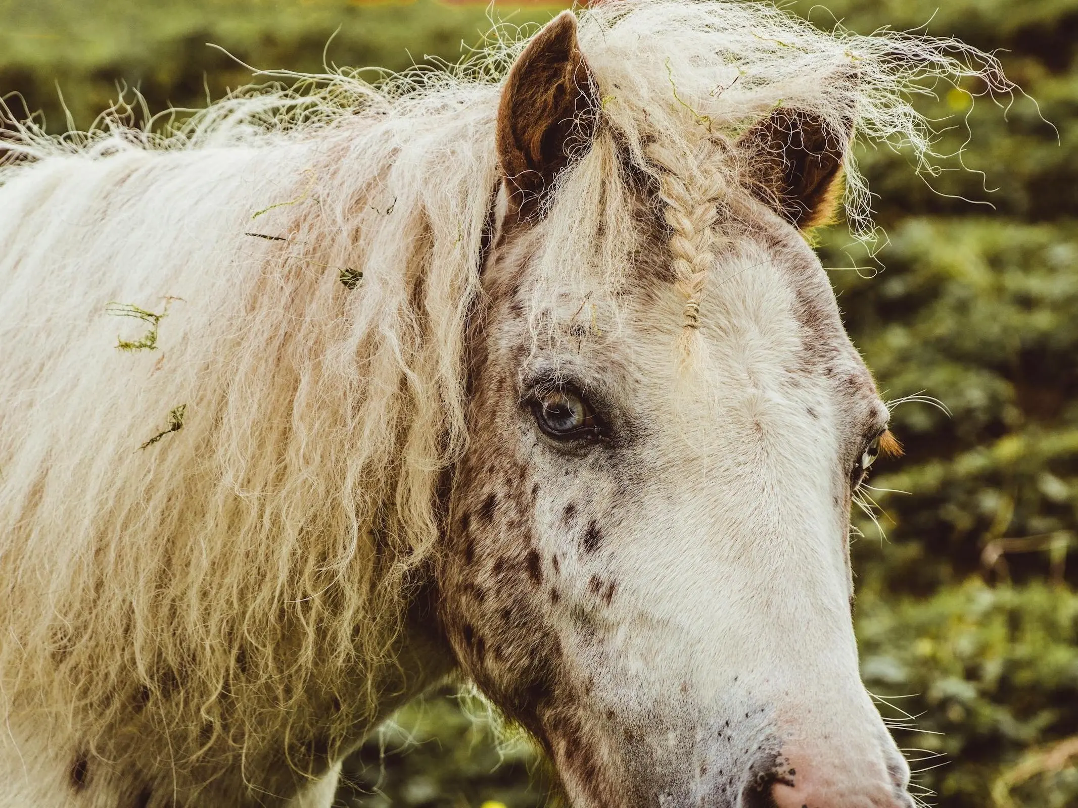 Horse with wall eye