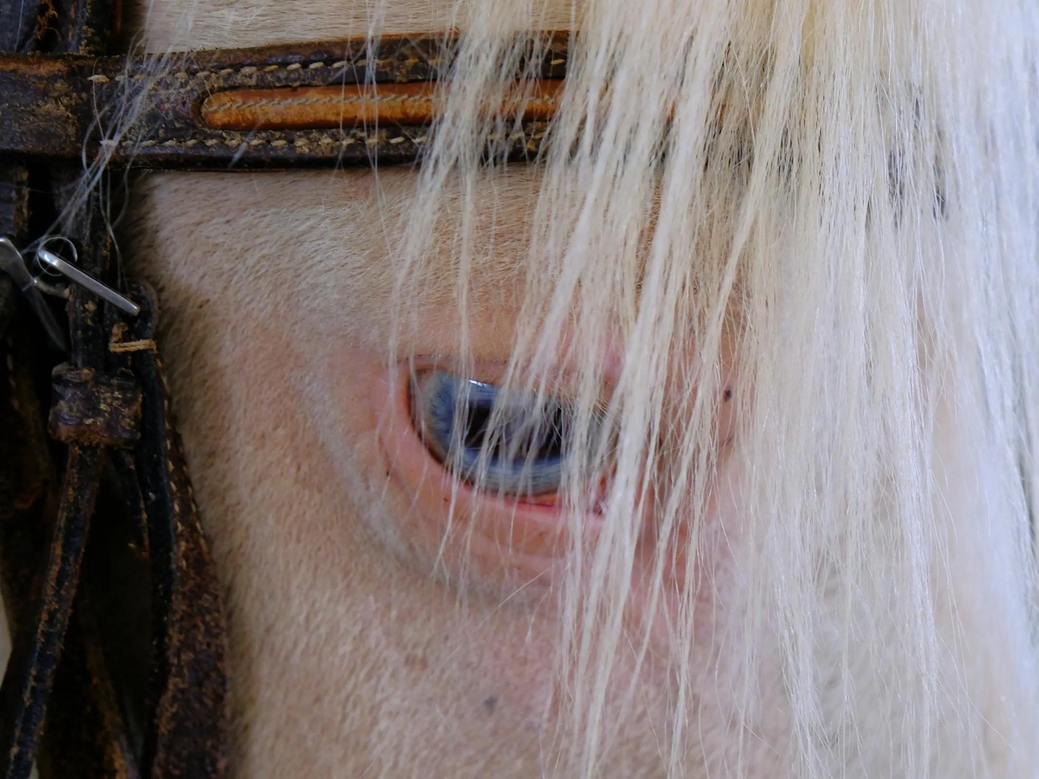 Horse with wall eye sclera