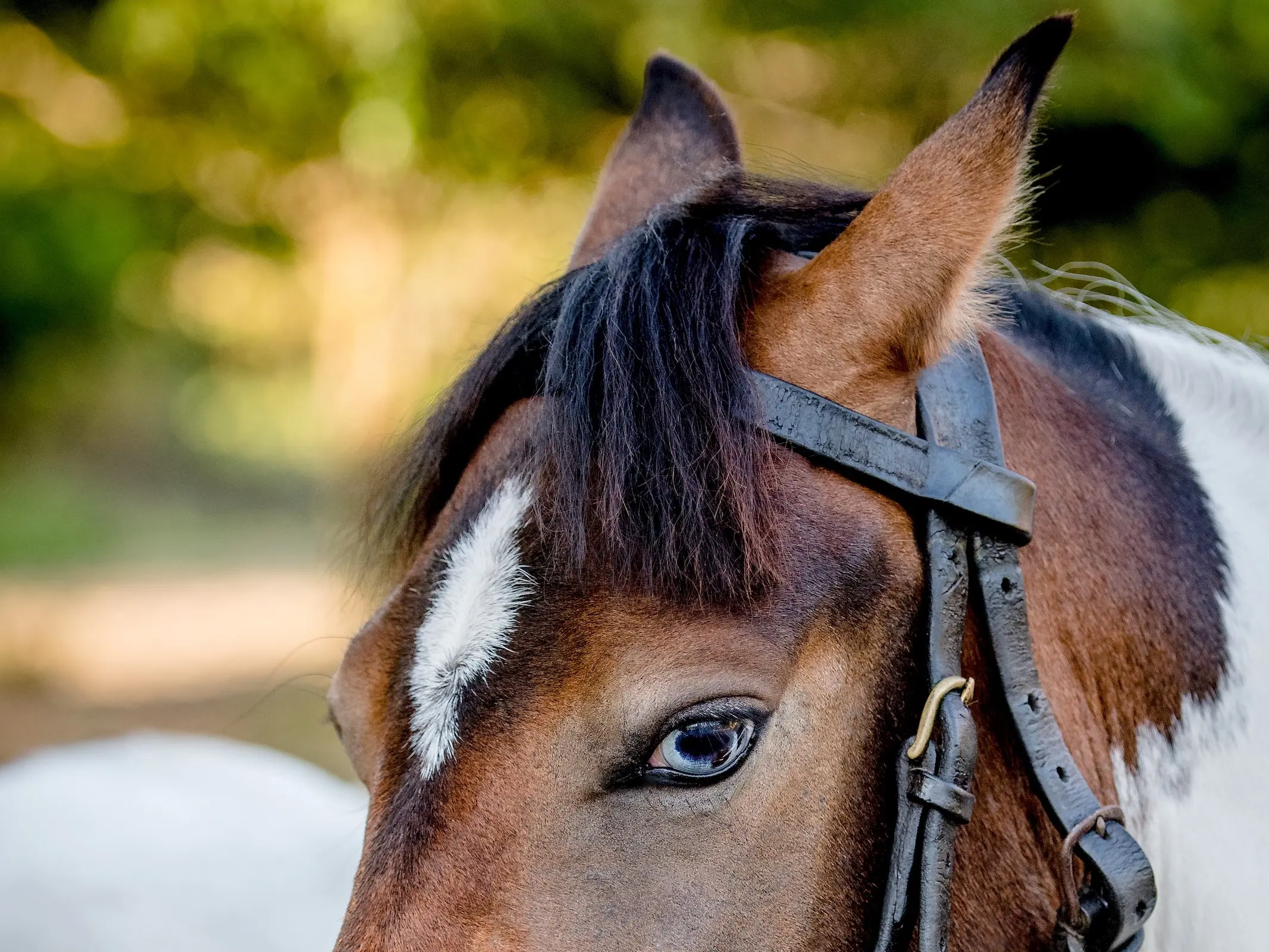 Horse with wall eye