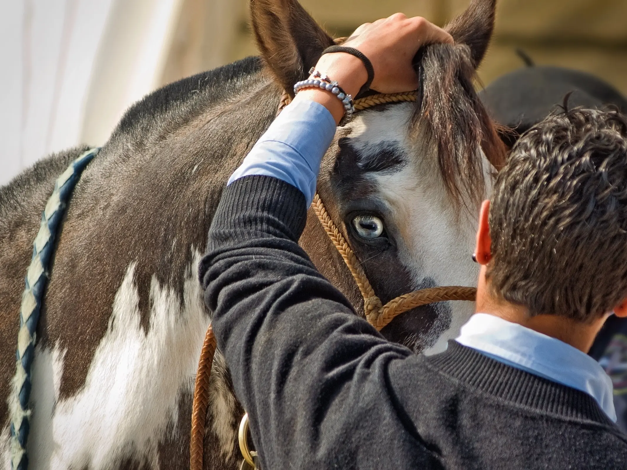 Horse with wall eye