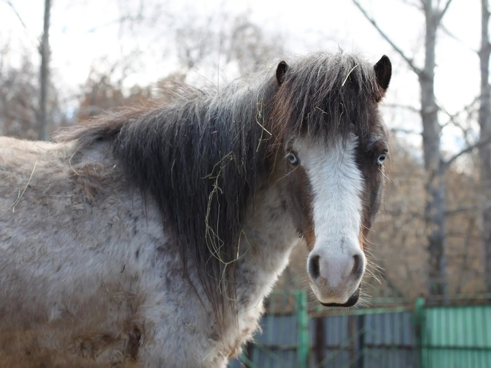 Horse with wall eye