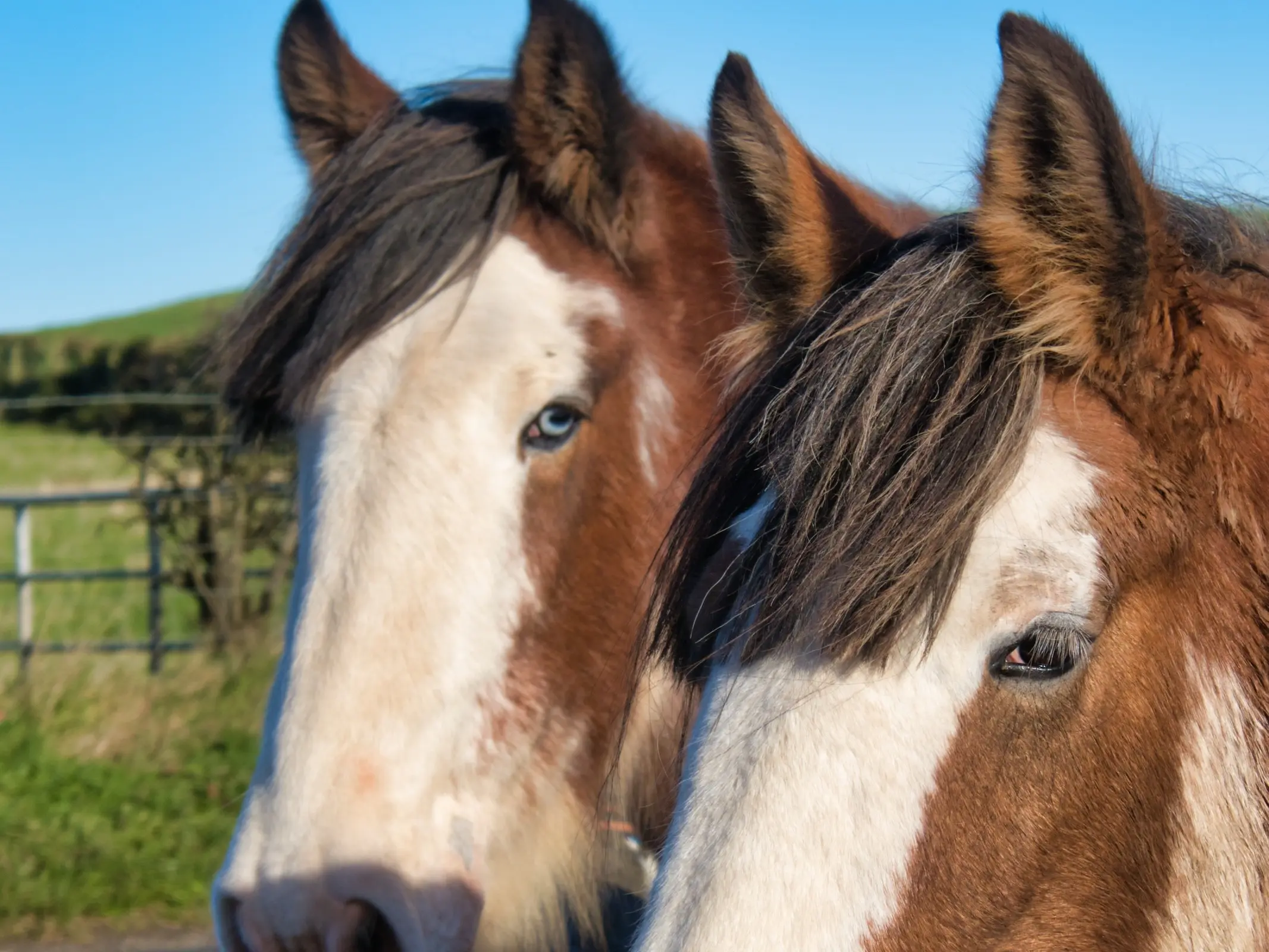 Horse with wall eye