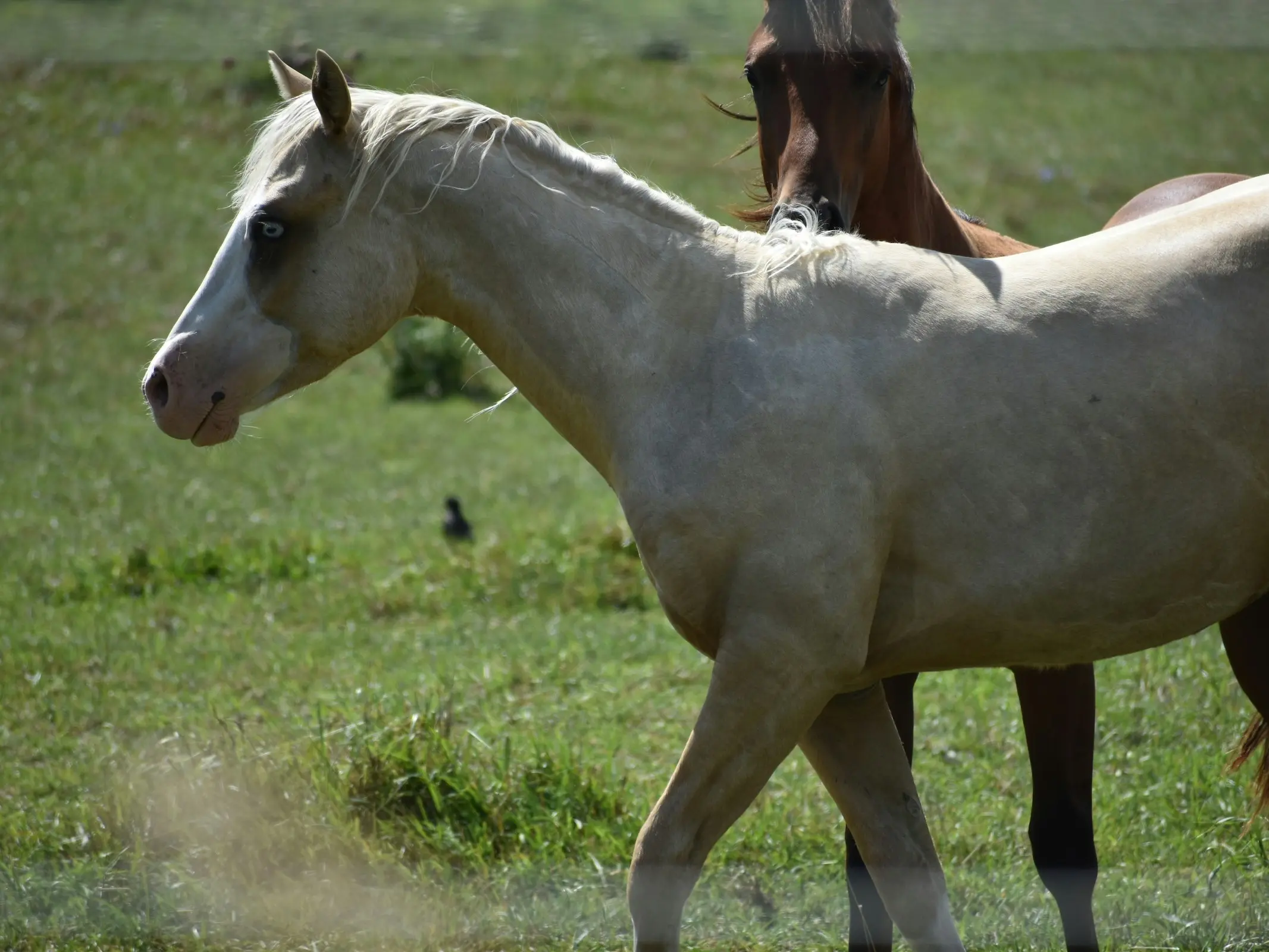 Horse with wall eye