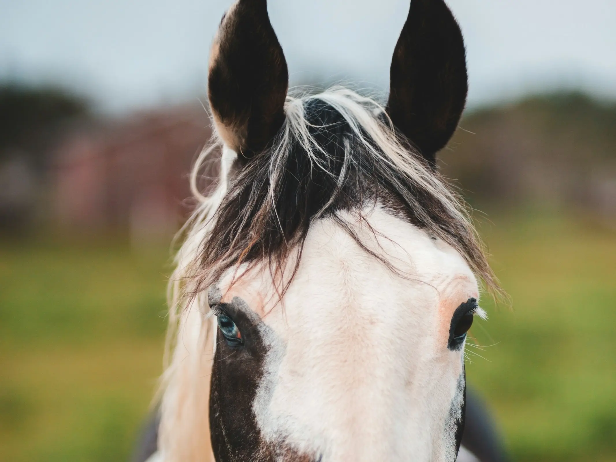 Horse with wall eye