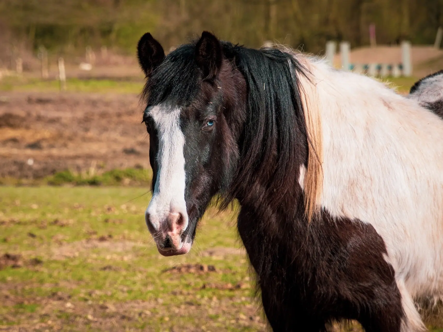 Horse with wall eye