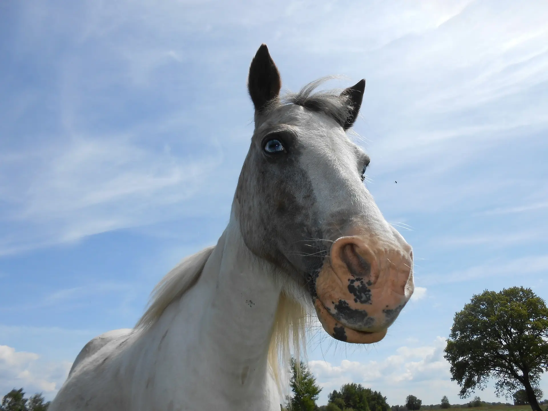 Horse with wall eye