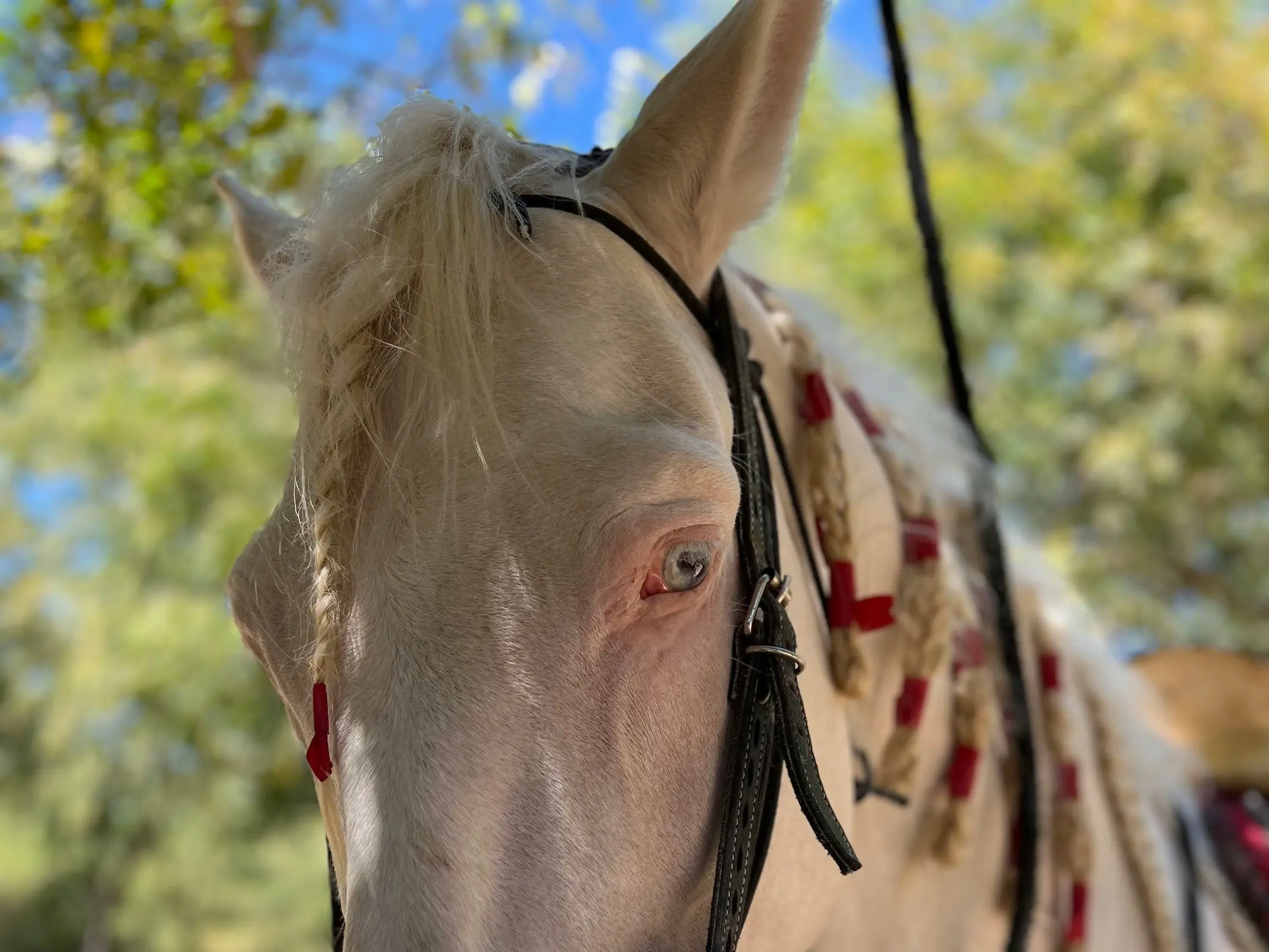 Horse with wall eye