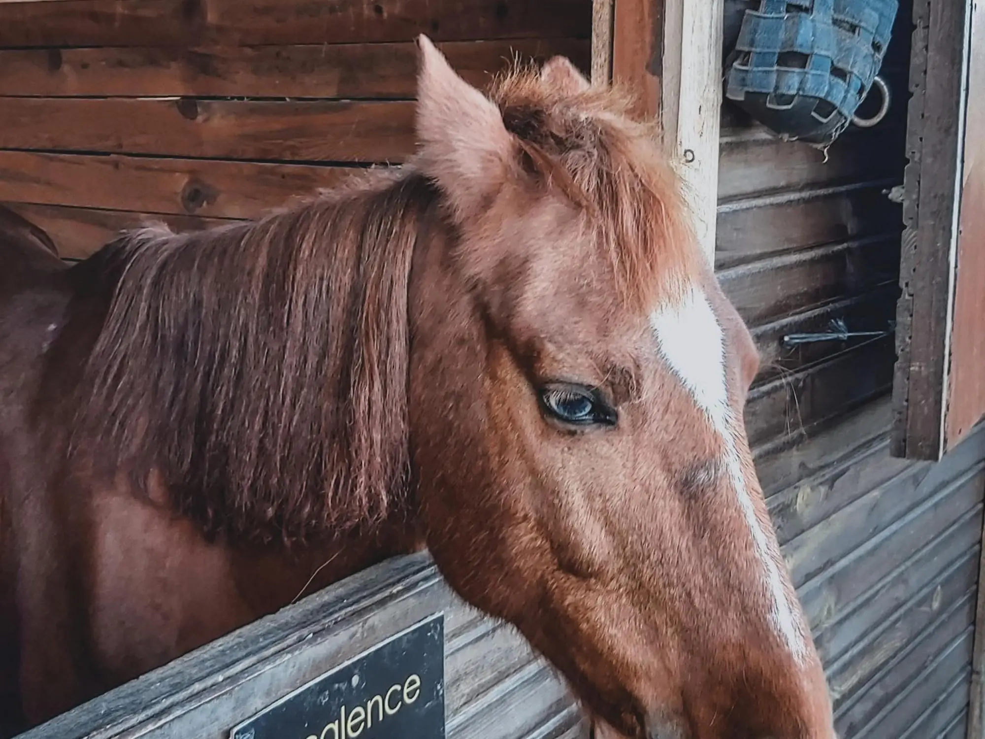 Horse with wall eye sclera