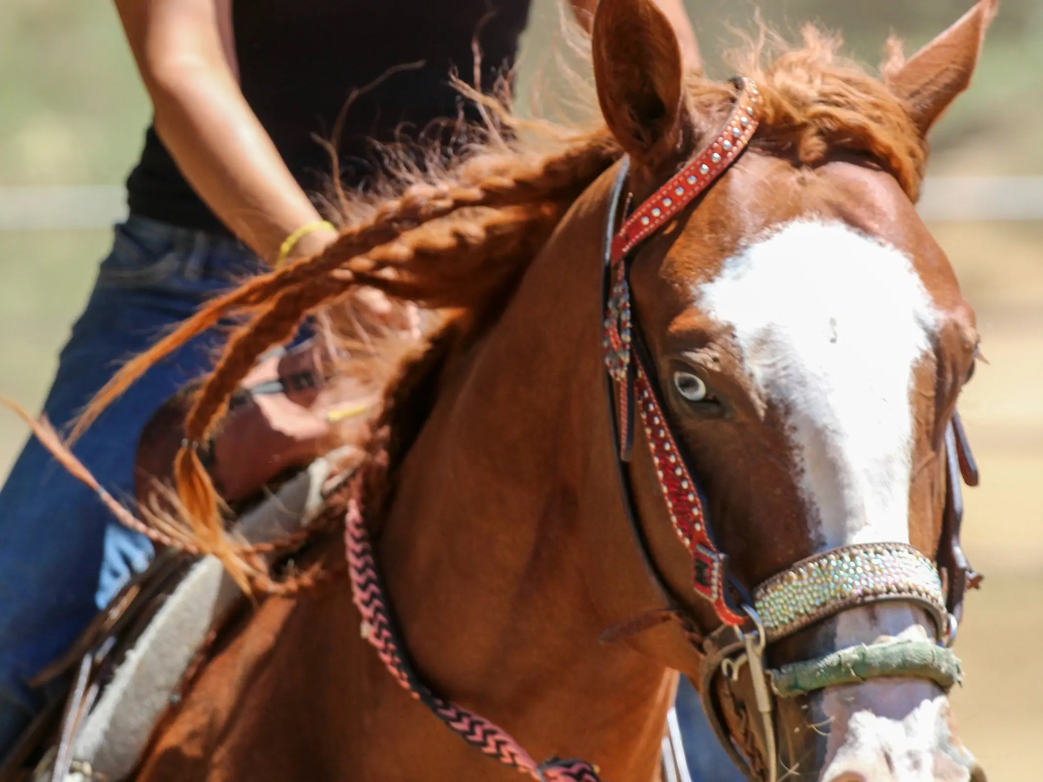 Horse with wall eye