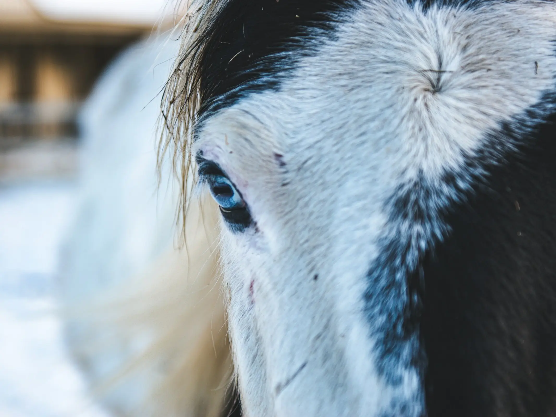 Horse with wall eye