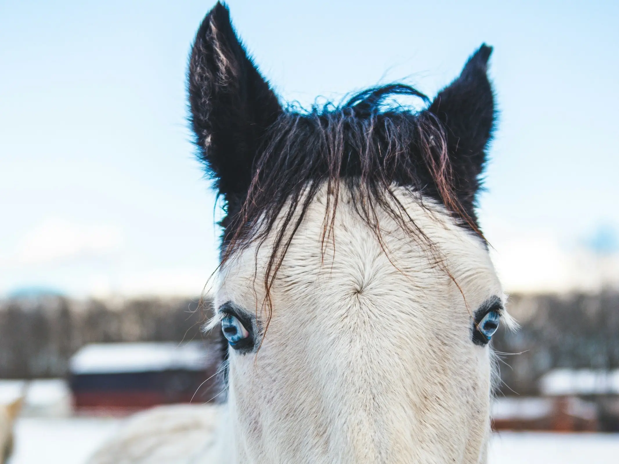 Horse with wall eye