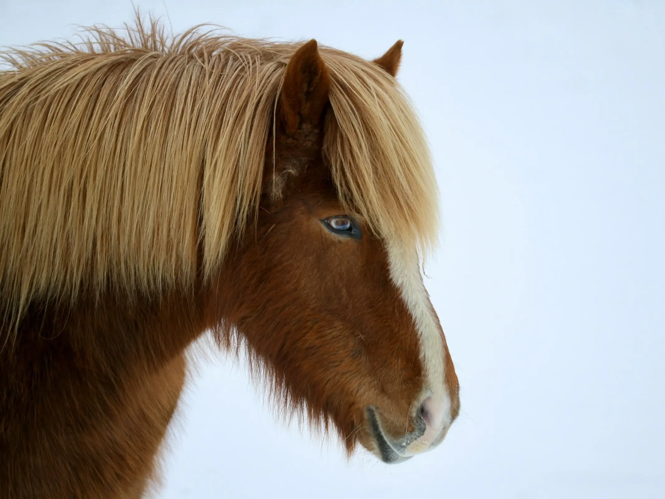 Horse with wall eye