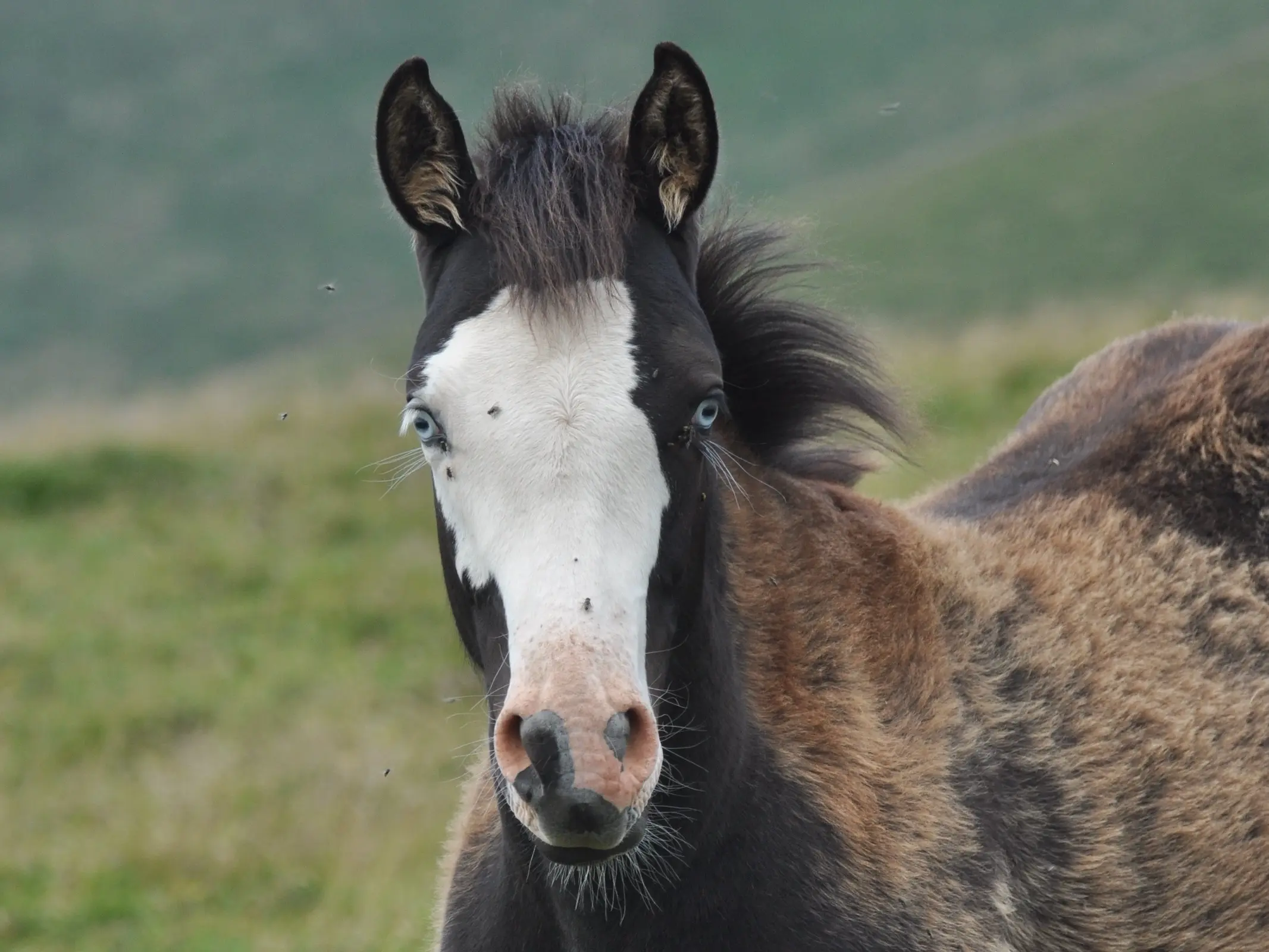 Horse with wall eye