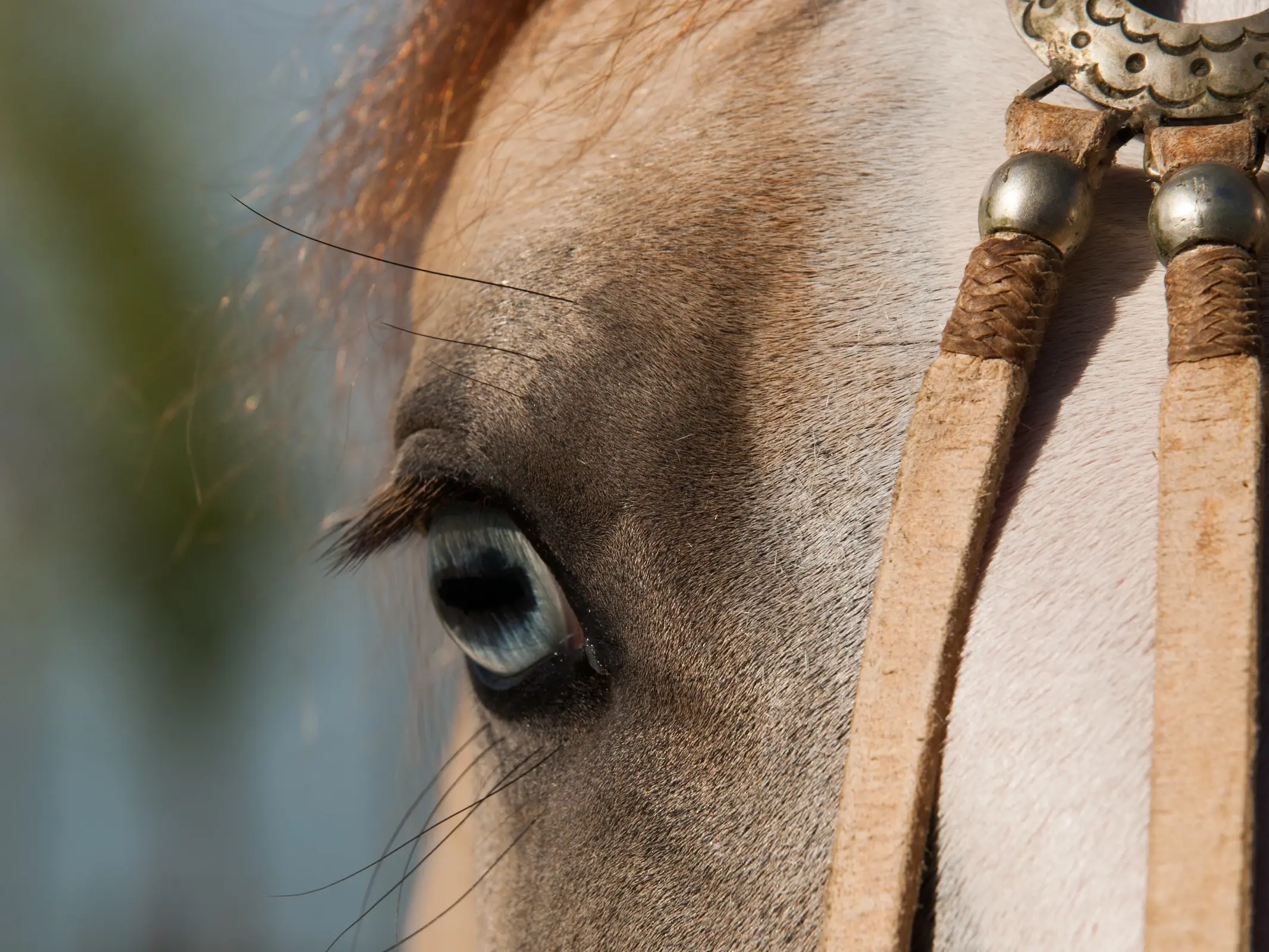 Horse with wall eye