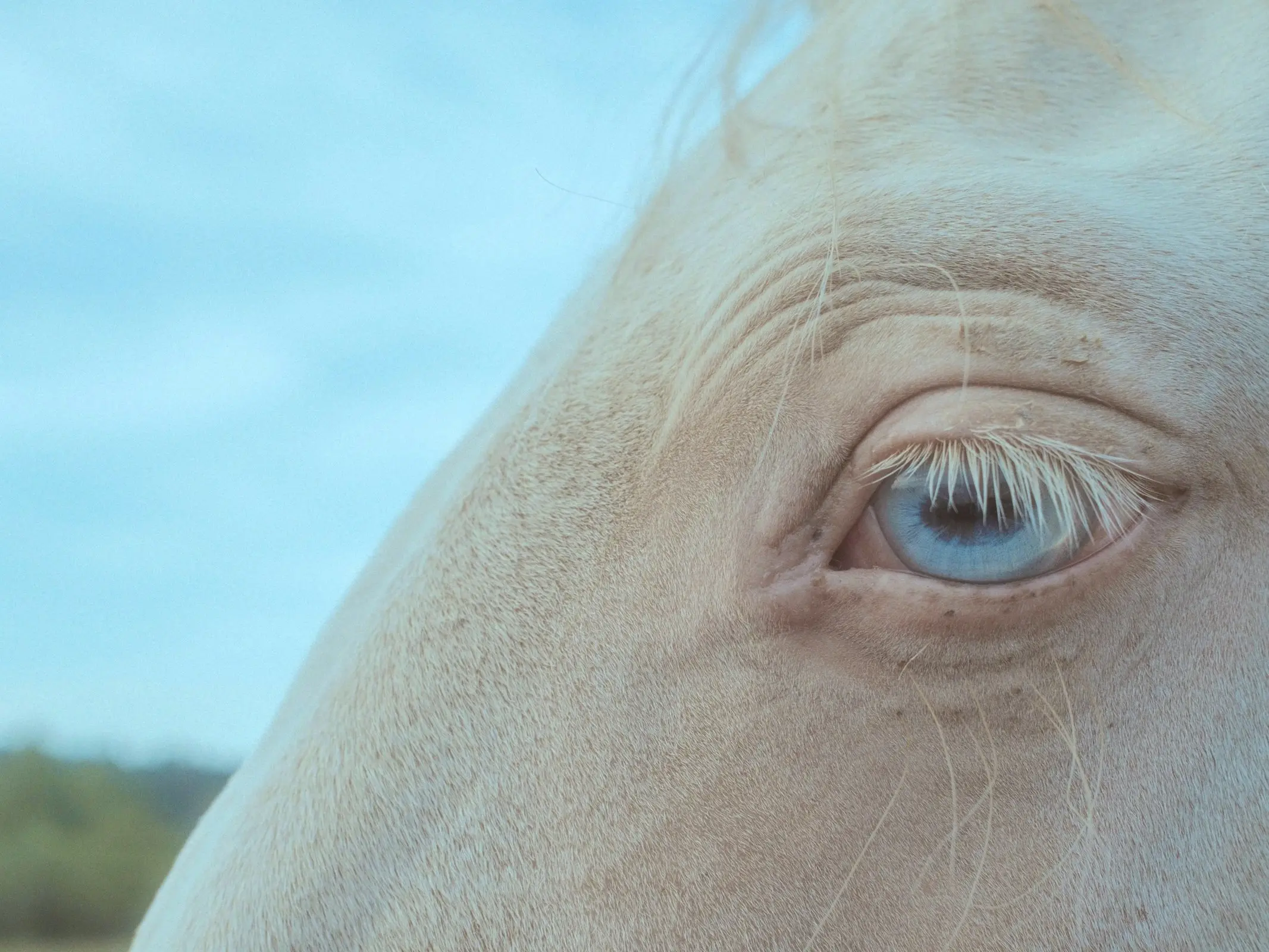 Horse with wall eye