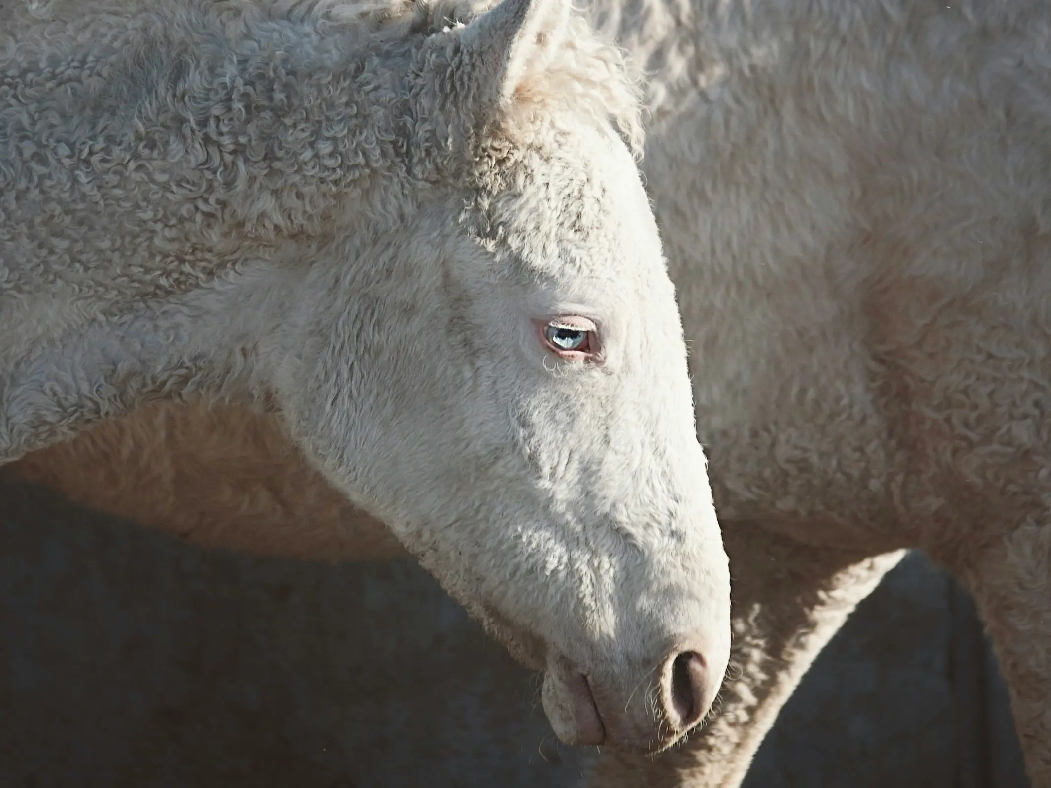 Horse with wall eye