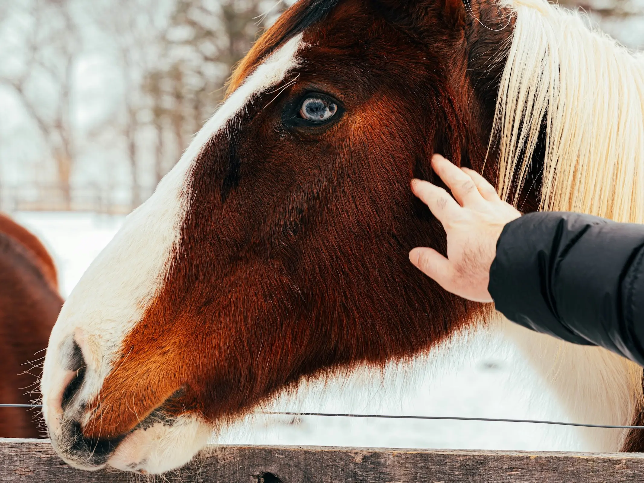 Horse with wall eye