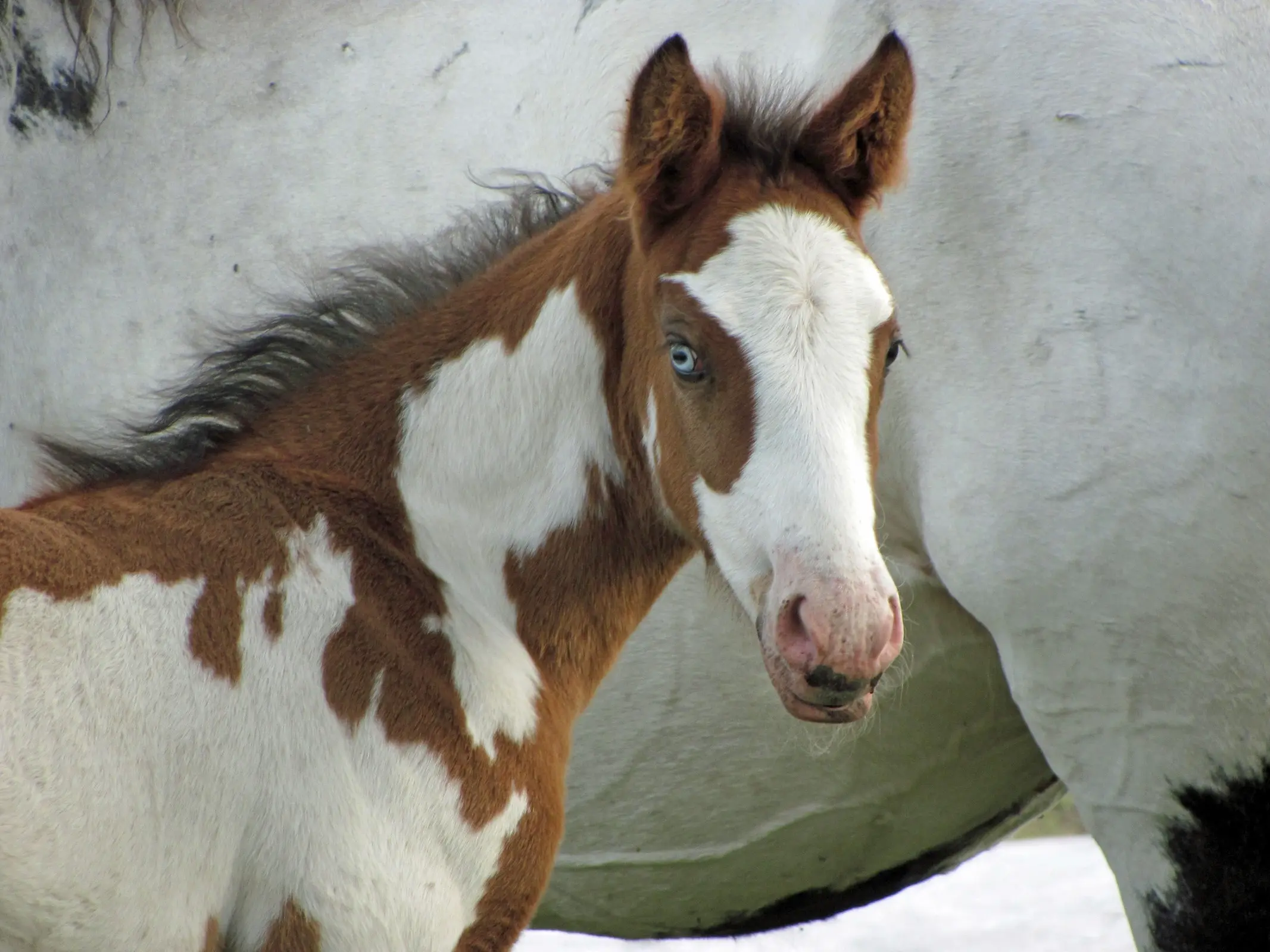 Horse with wall eye