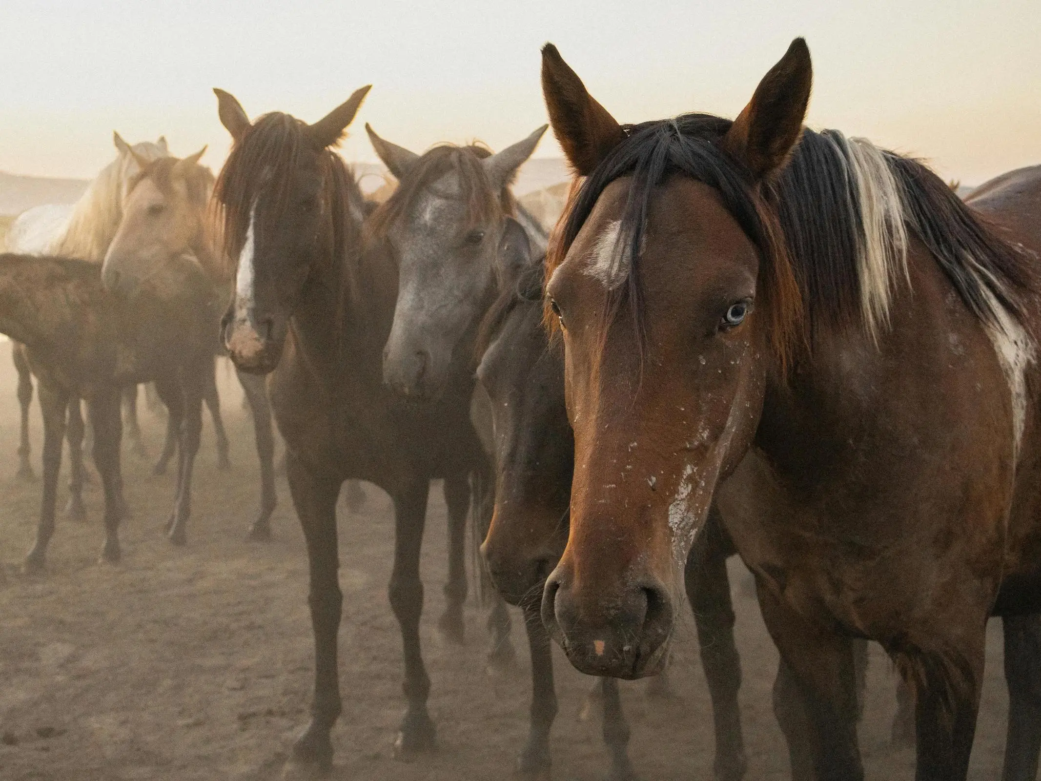 Horse with wall eye