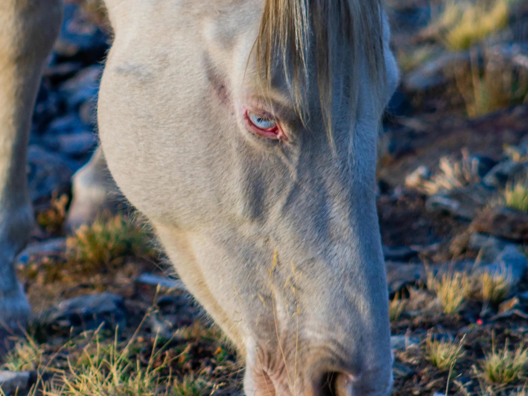 Horse with wall eye