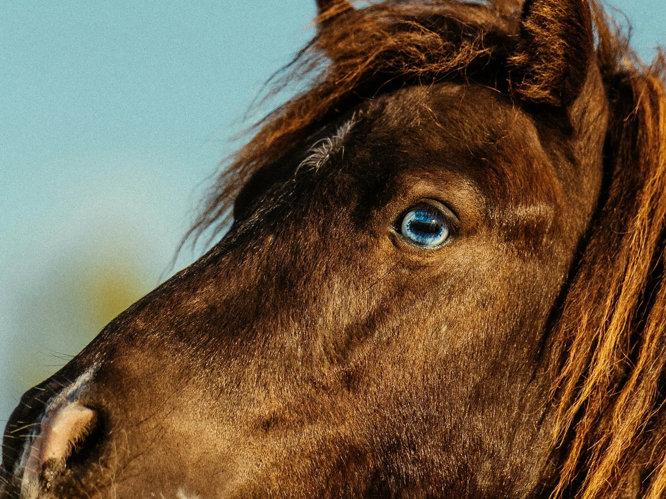 Horse with wall eye sclera