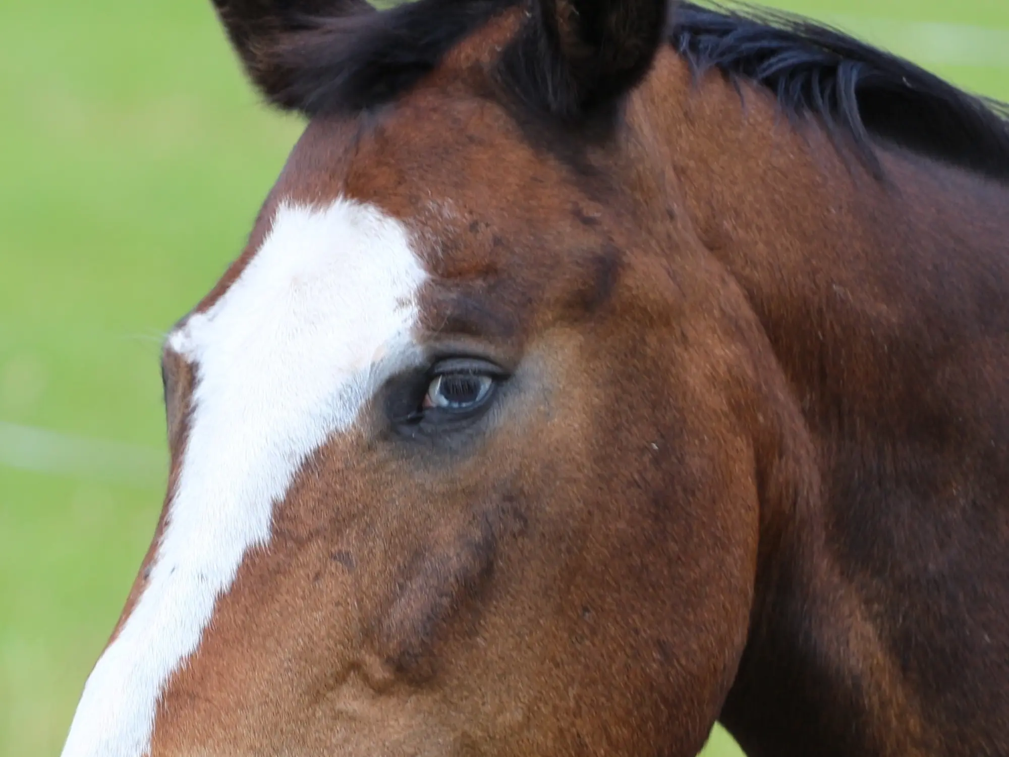 Horse with wall eye sclera