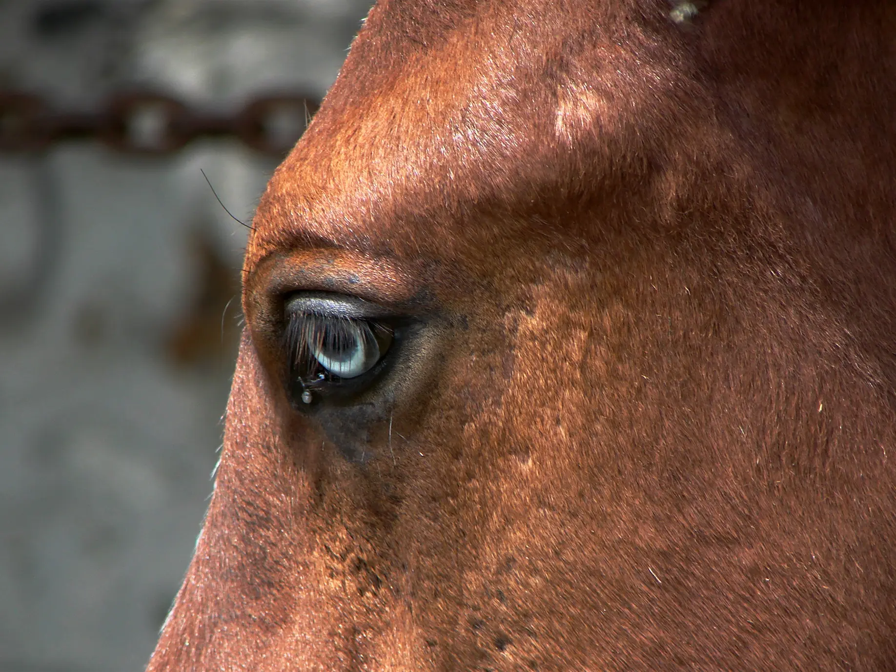 Horse with wall eye sclera