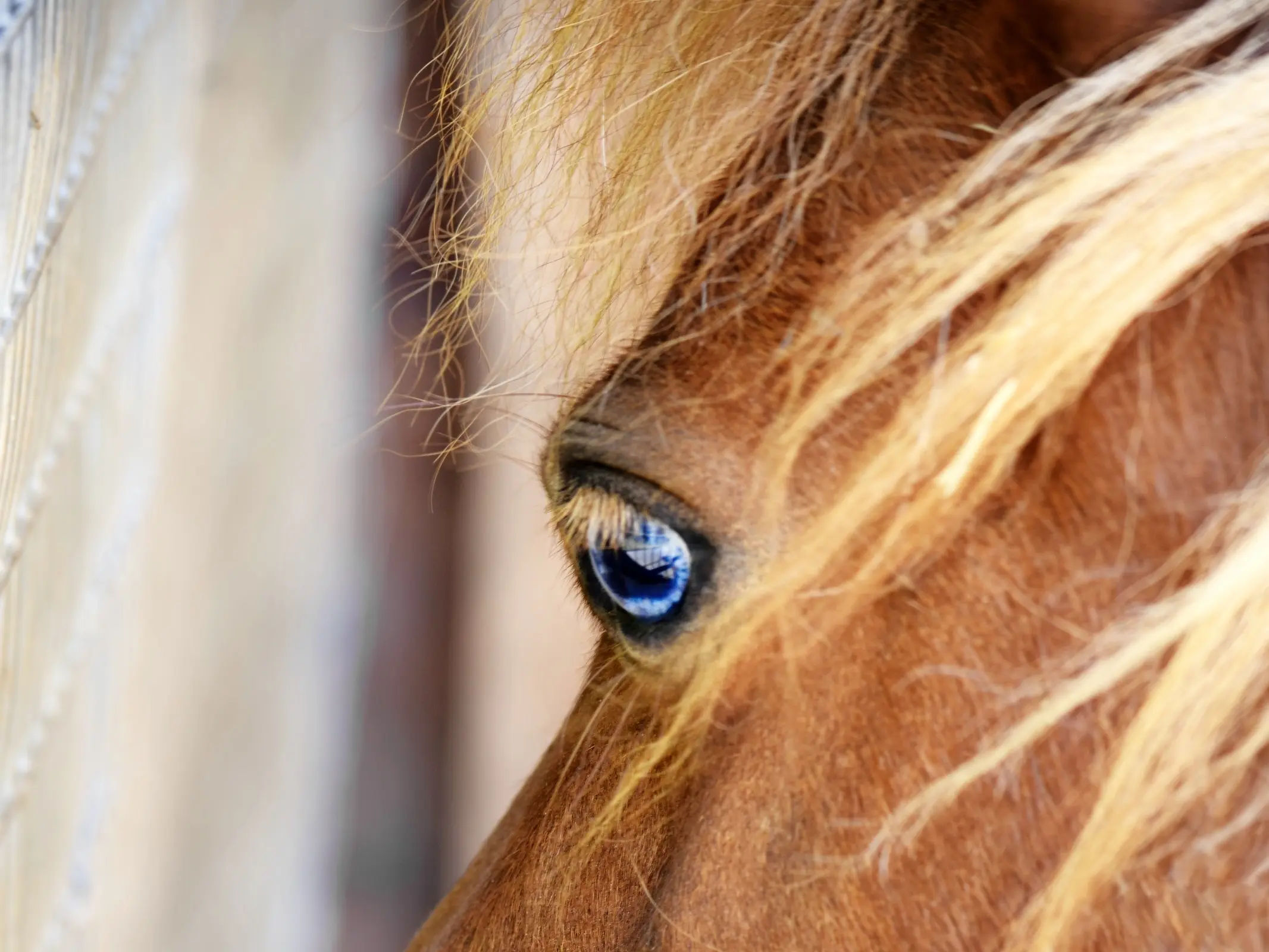 Horse with wall eye sclera