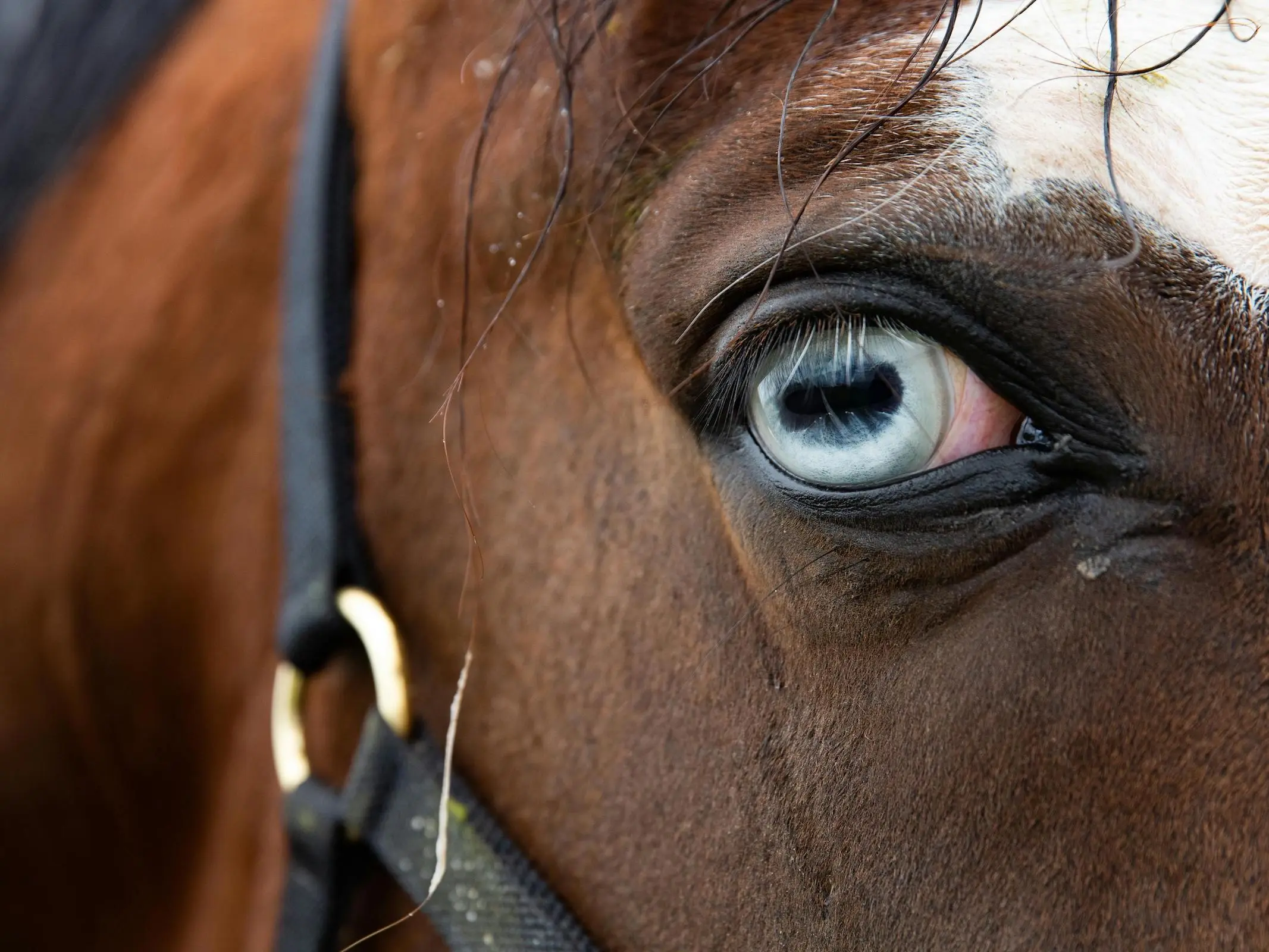 Horse with blue eyes