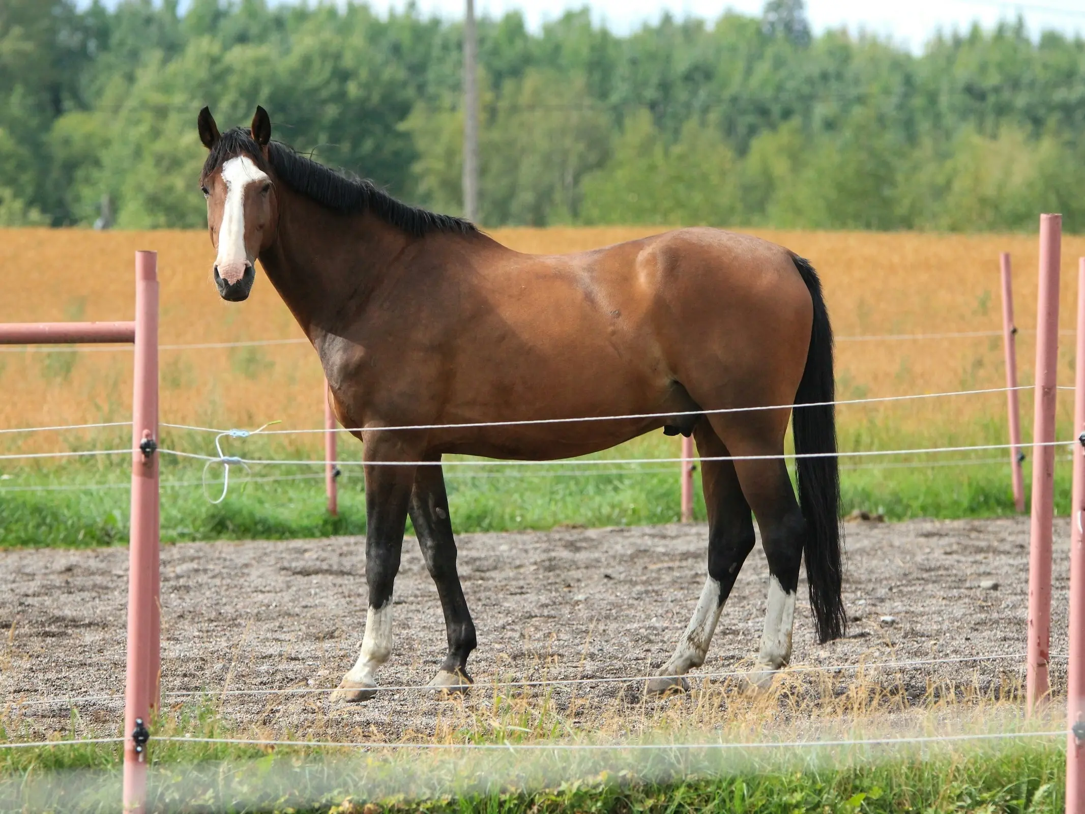 Warmblood Horse