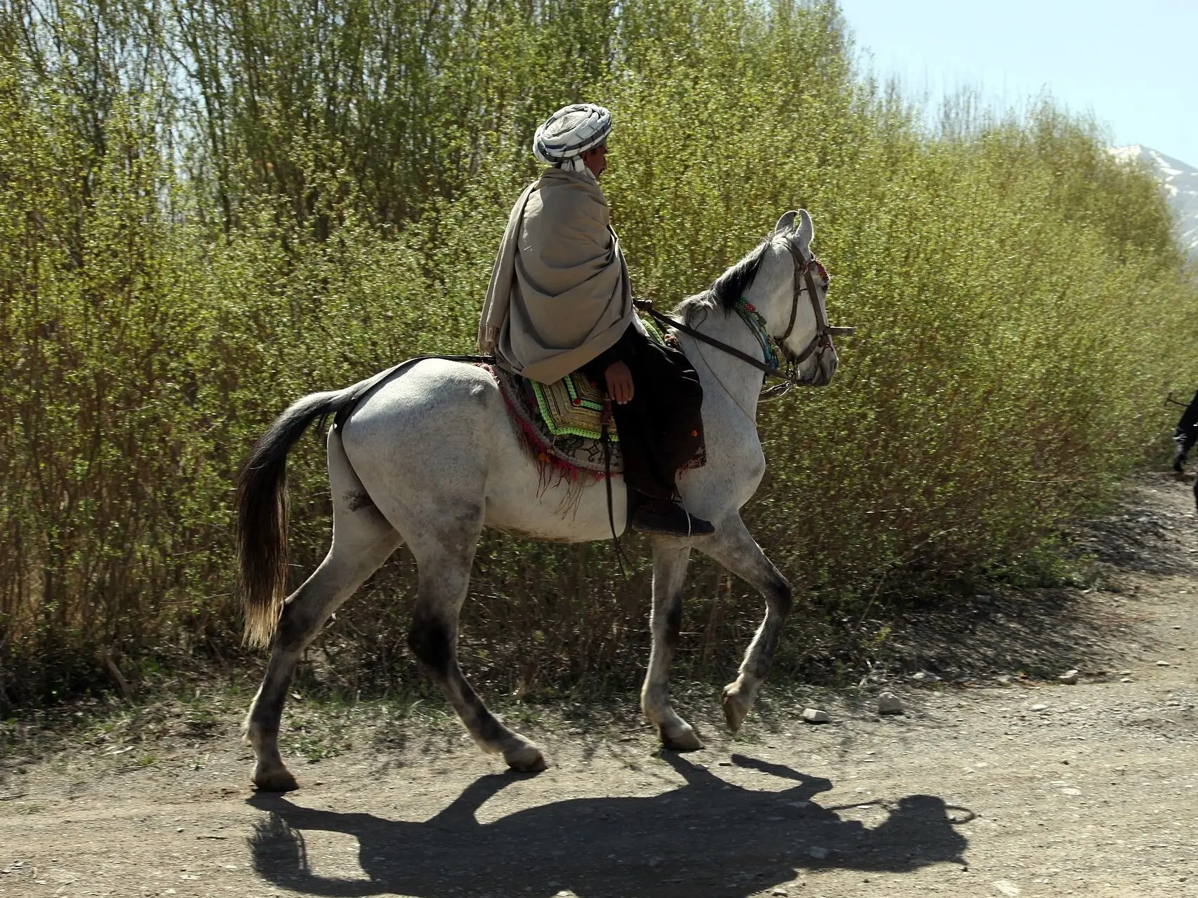 Waziri Horse