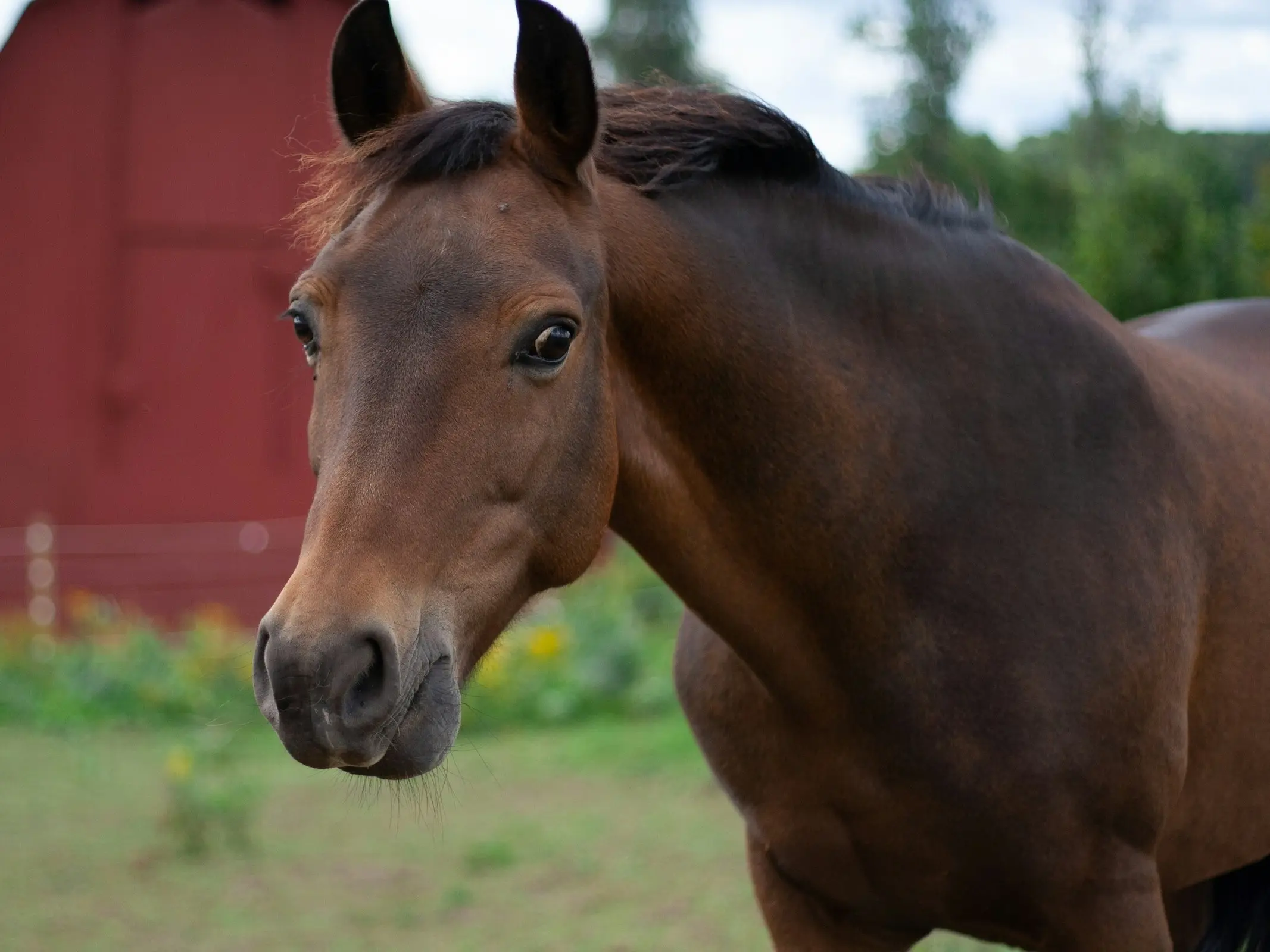 Welara Pony