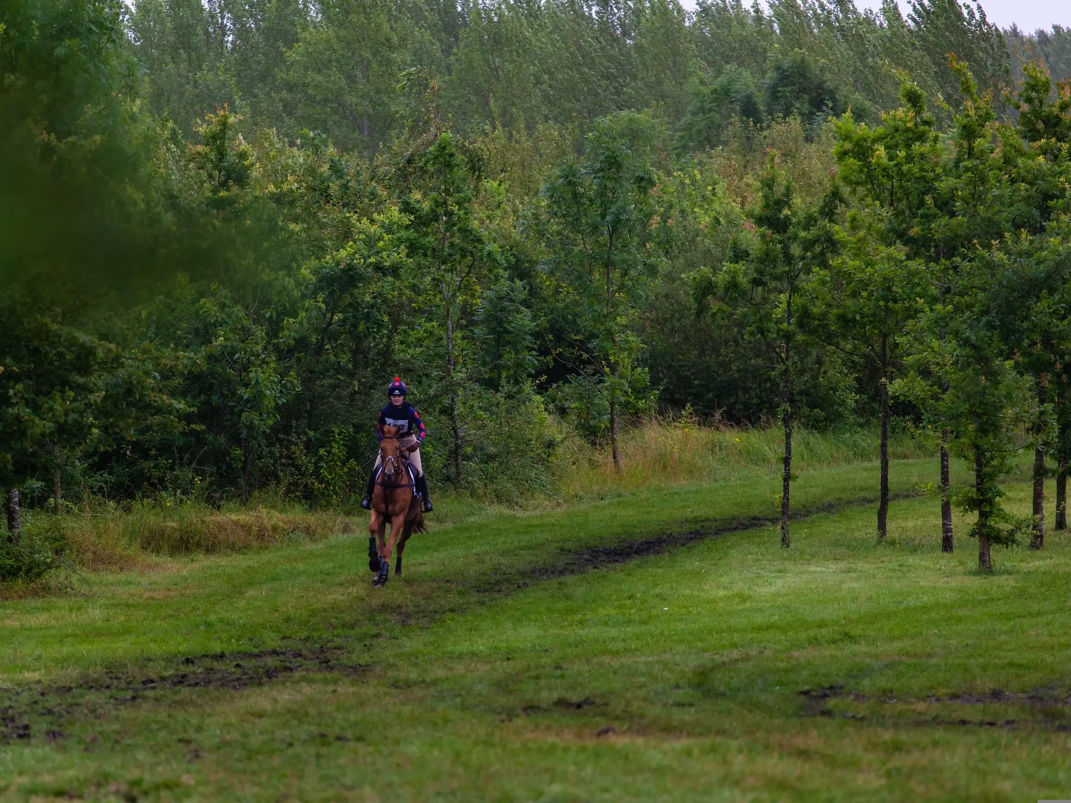 Horse jumping a fence