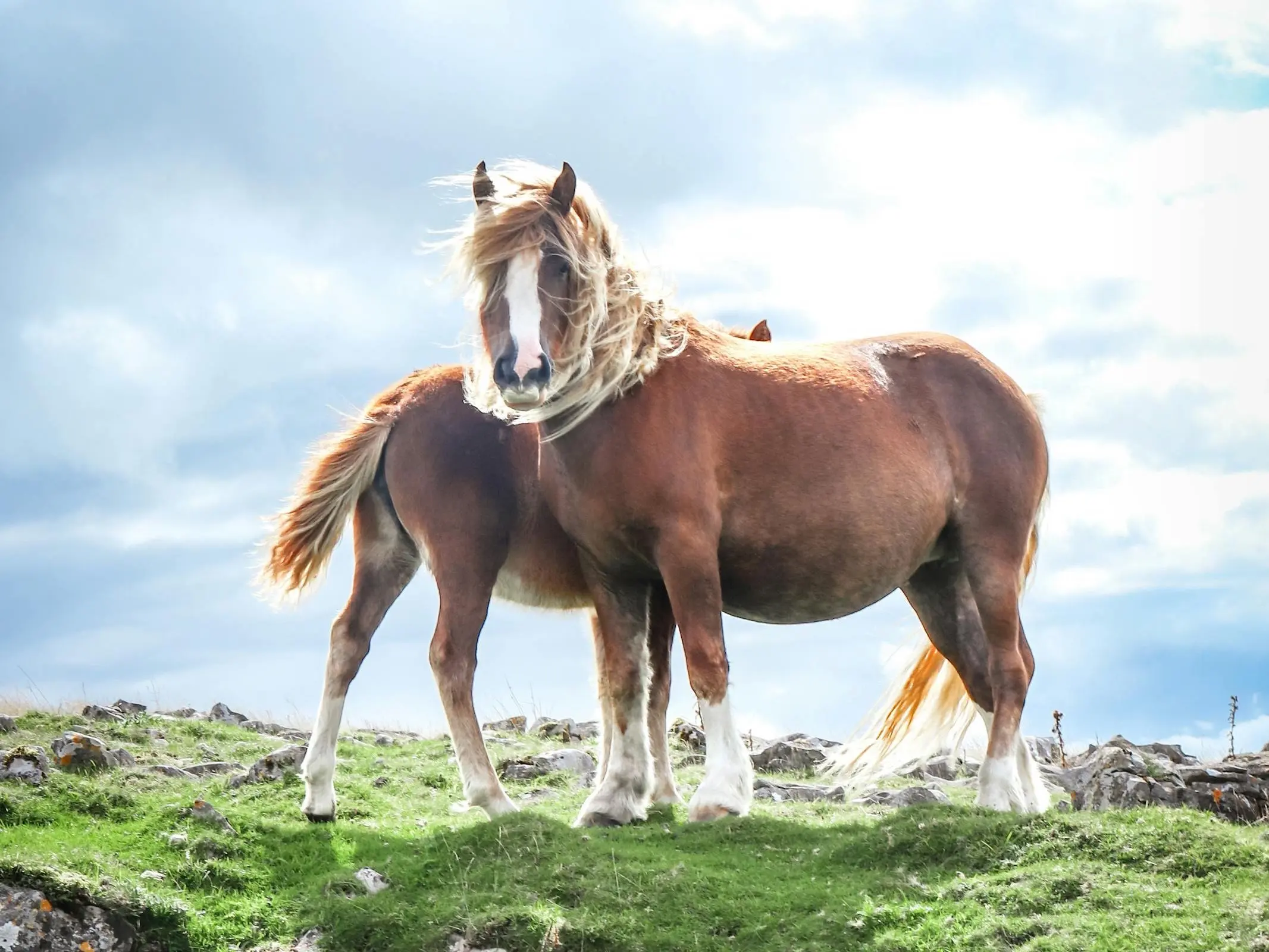 Welsh Cob (Section D)