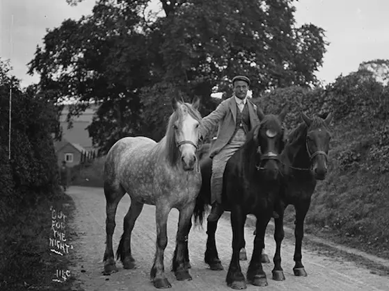 Welsh Cob (Section D)