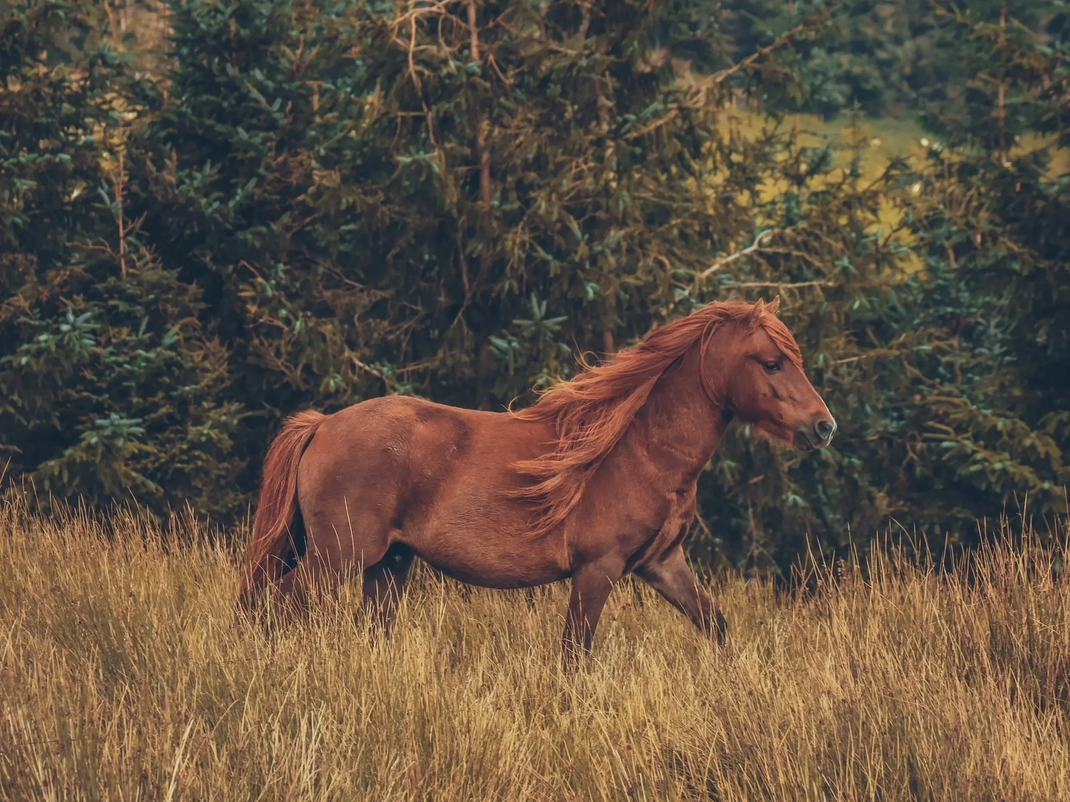 Welsh Mountain Pony (Section A)