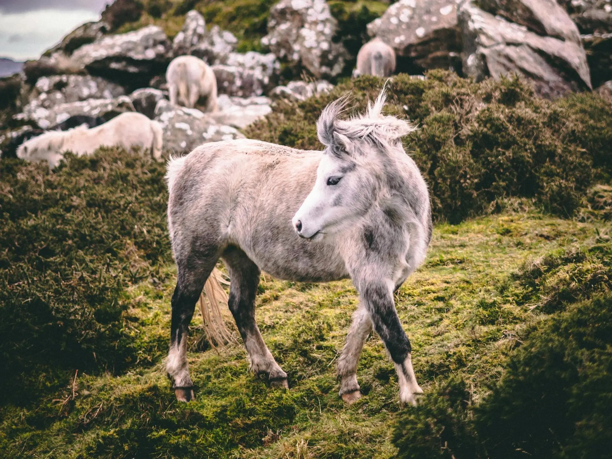 Welsh Mountain Pony (Section A)