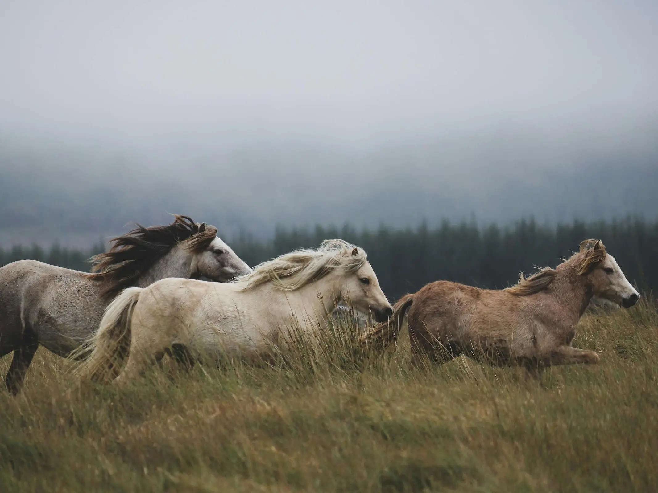 Welsh Mountain Pony (Secion A)