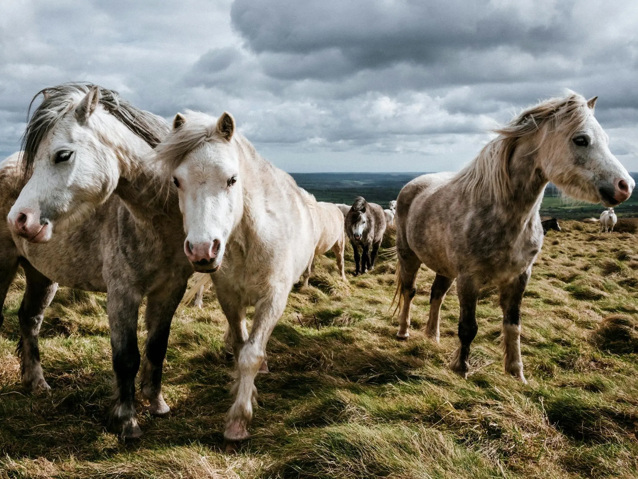 Welsh Mountain Pony (Section A)