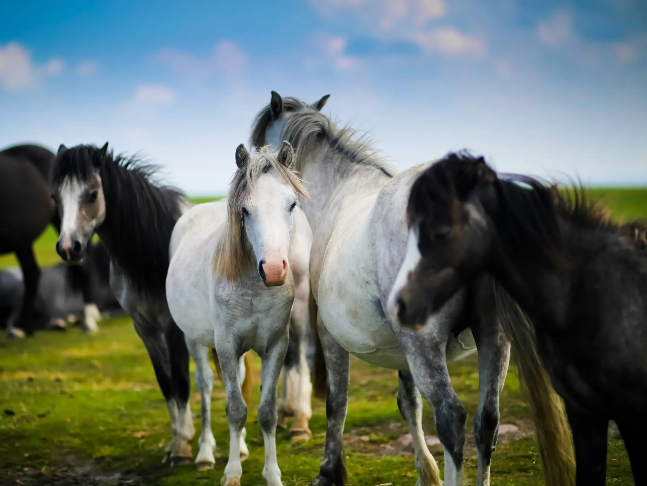 Welsh Mountain Pony (Section A)