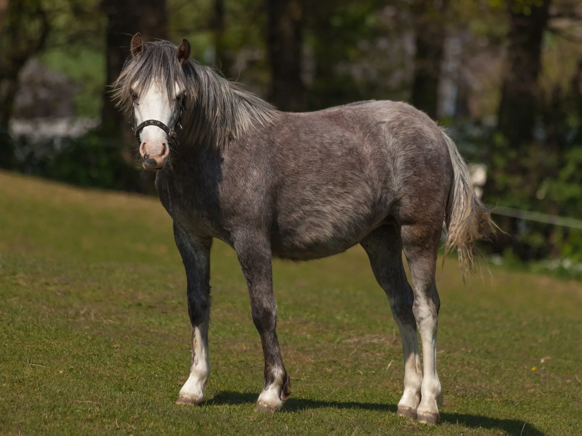 Welsh Pony (Section B)