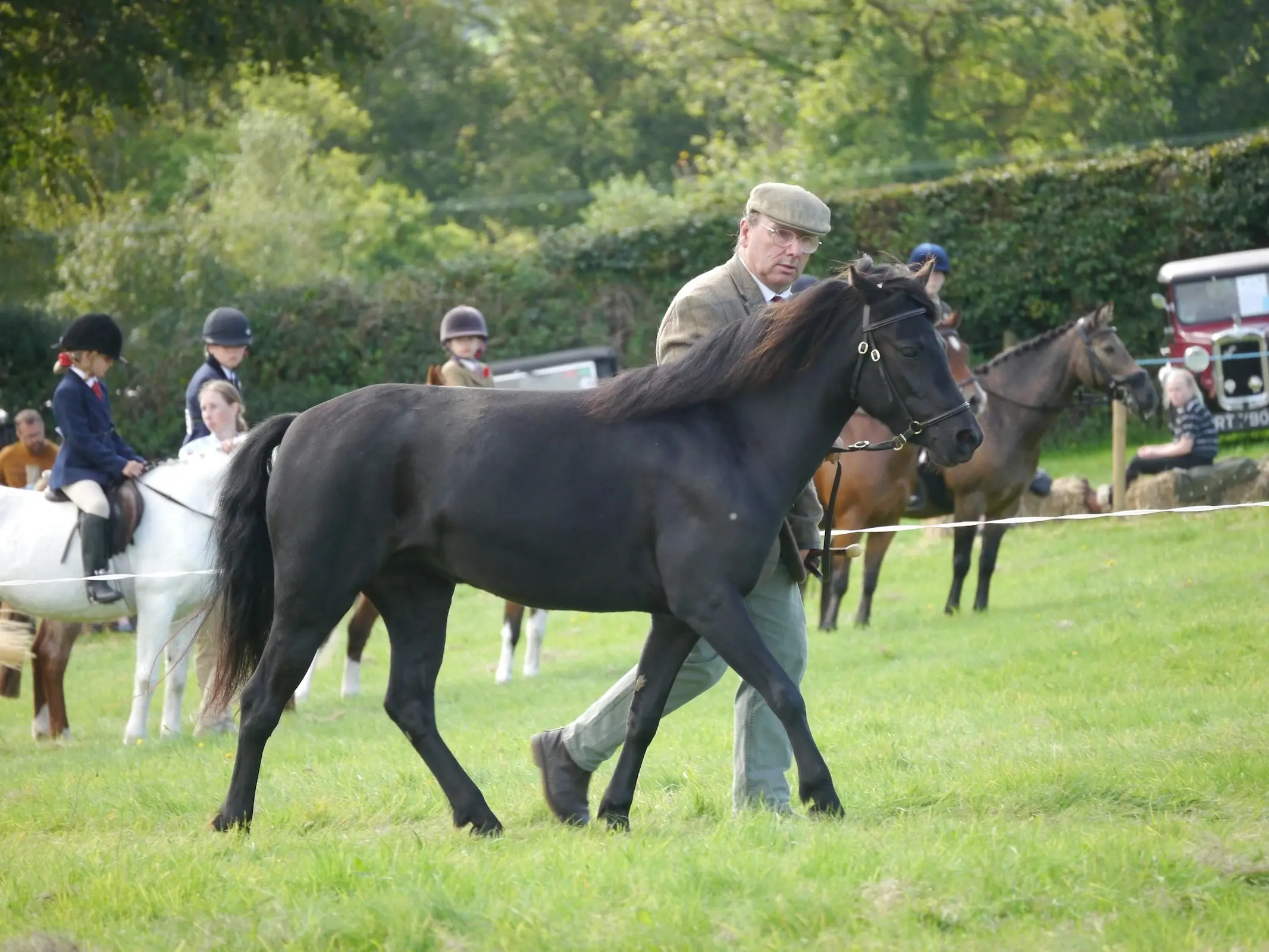 Welsh Pony (Section B)