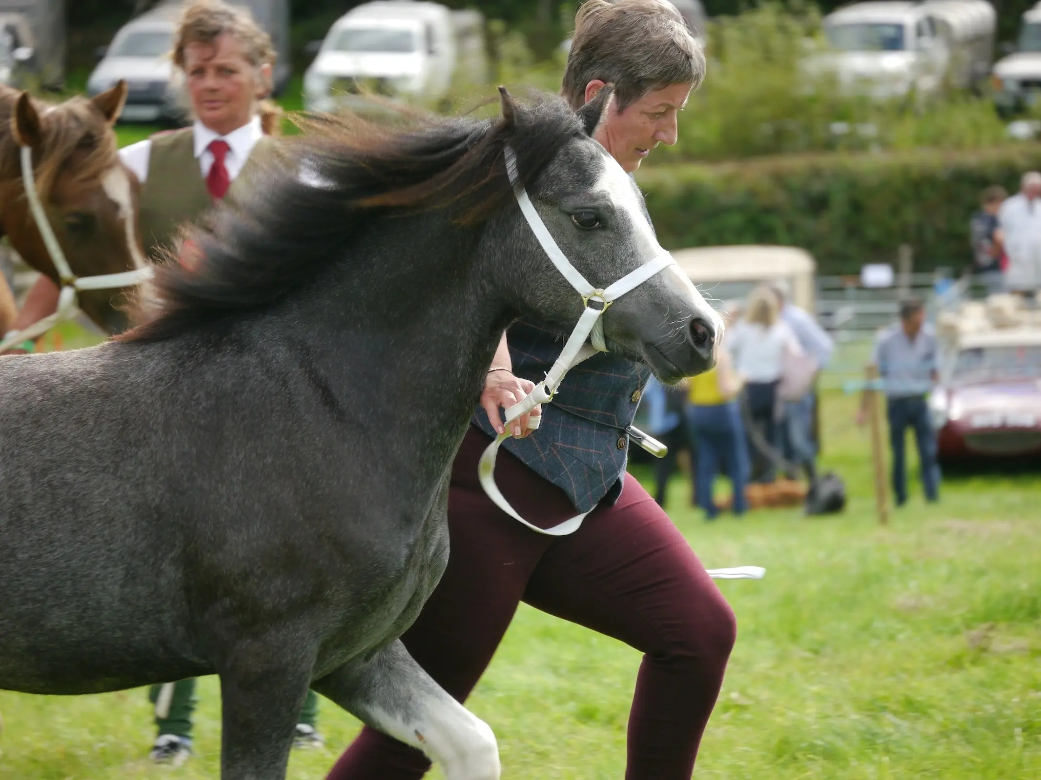 Welsh Pony (Section B)